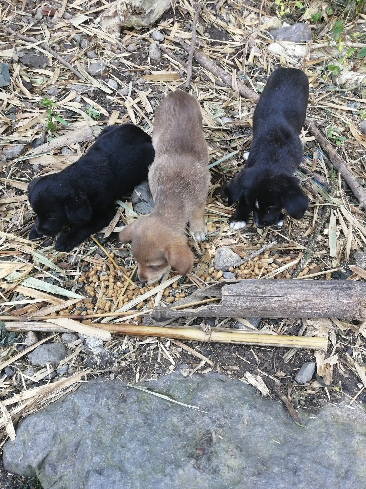 Help Me Build a Dog Sanctuary to Save the Street Dogs campaign photo, 5 of 7