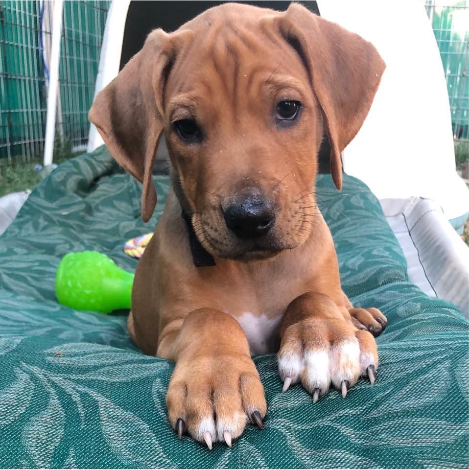 Help Razor Get Life-Saving Surgery campaign photo, 2 of 8