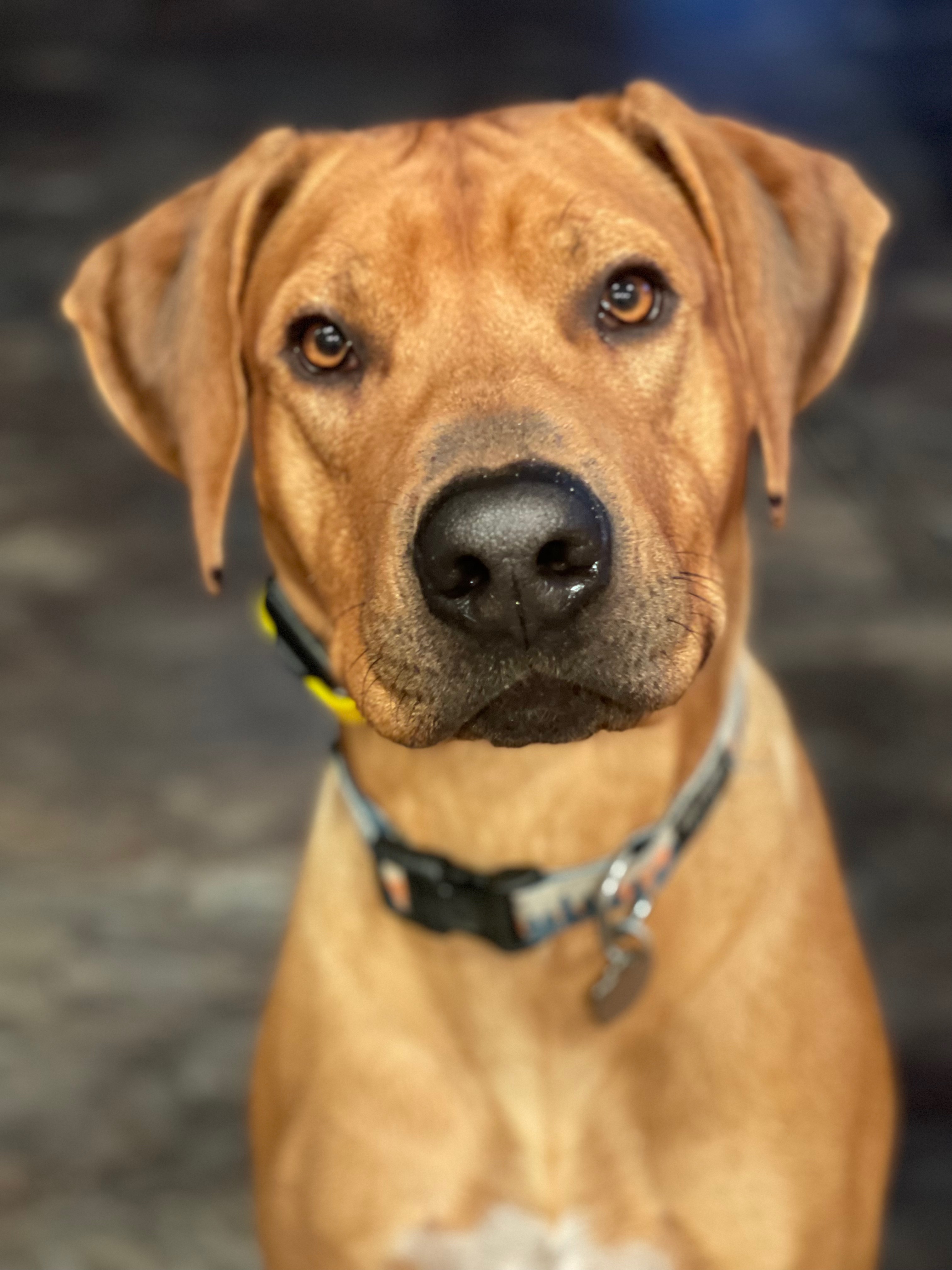 Help Razor Get Life-Saving Surgery campaign photo, 7 of 8