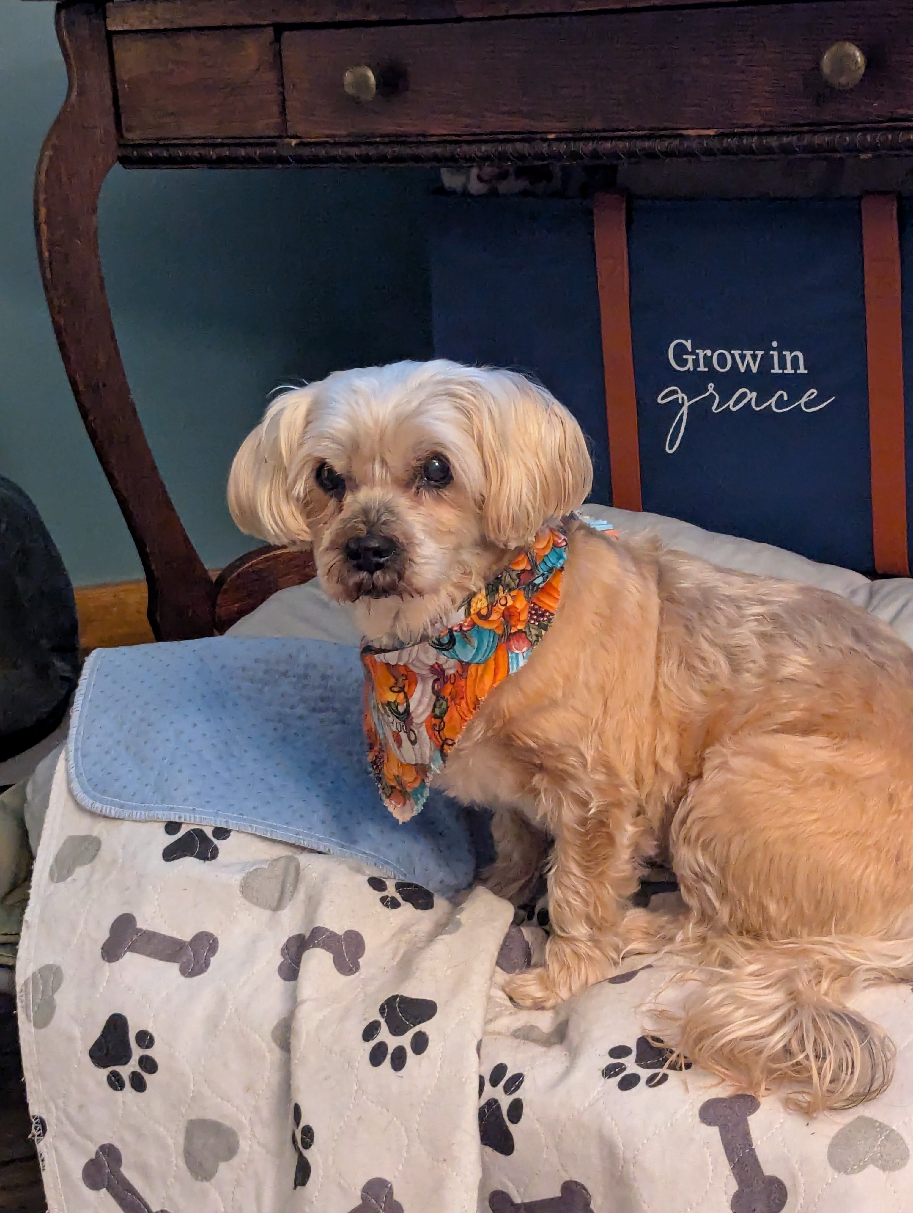 Support Maggie’s Urgent Surgery campaign photo, 2 of 8