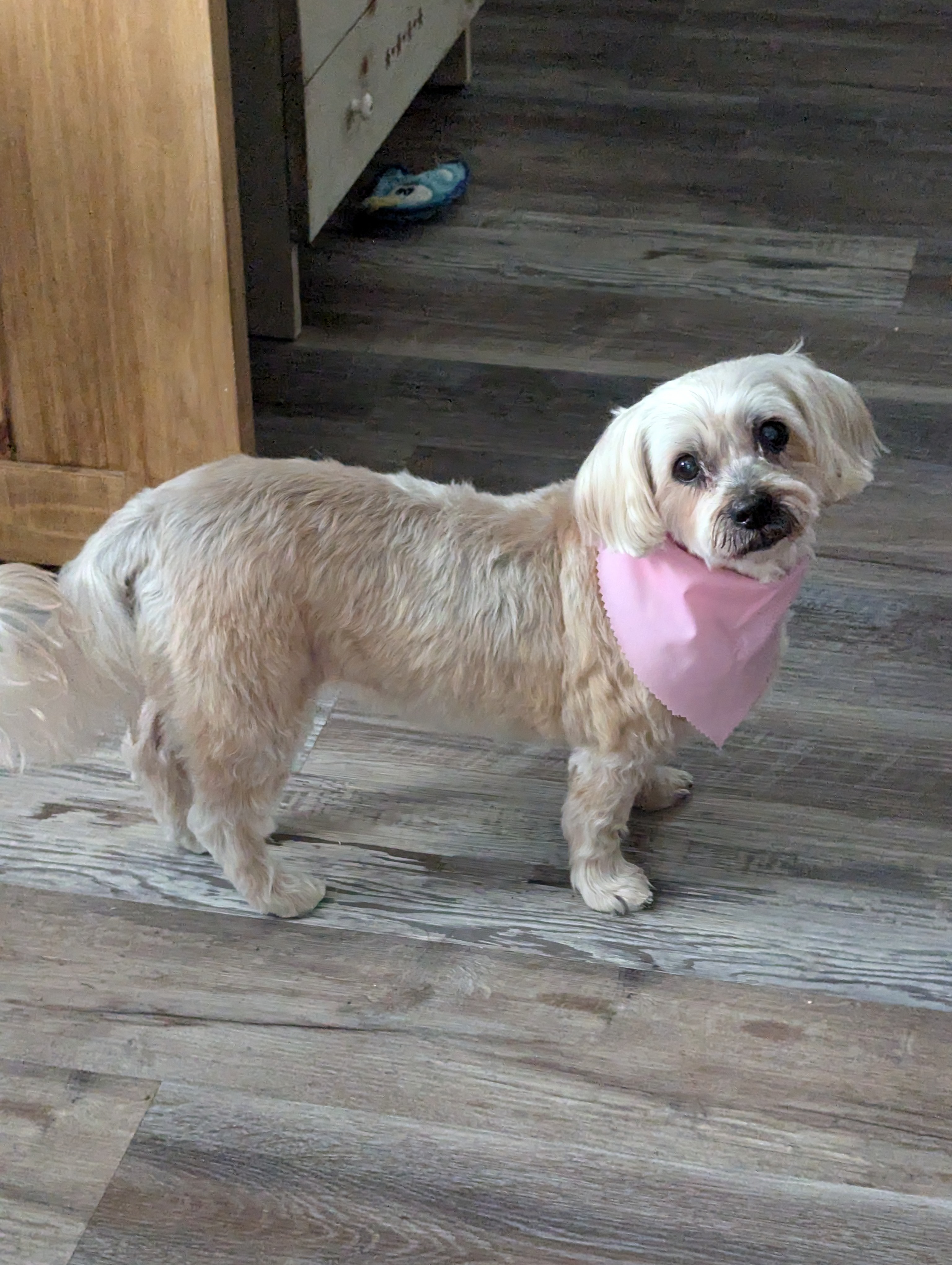 Support Maggie’s Urgent Surgery campaign photo, 4 of 8
