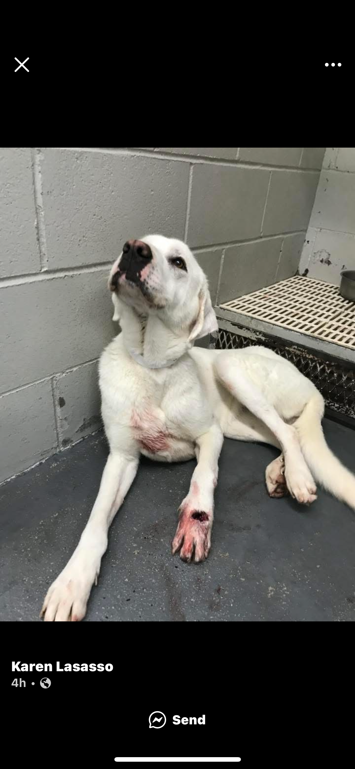 Help Snowy Heal and Find a Loving Home campaign photo, 5 of 5