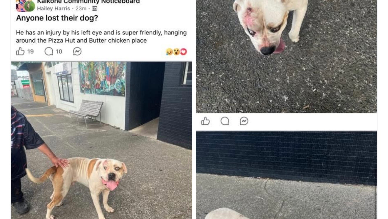 MY BOY PATCHES ! photo