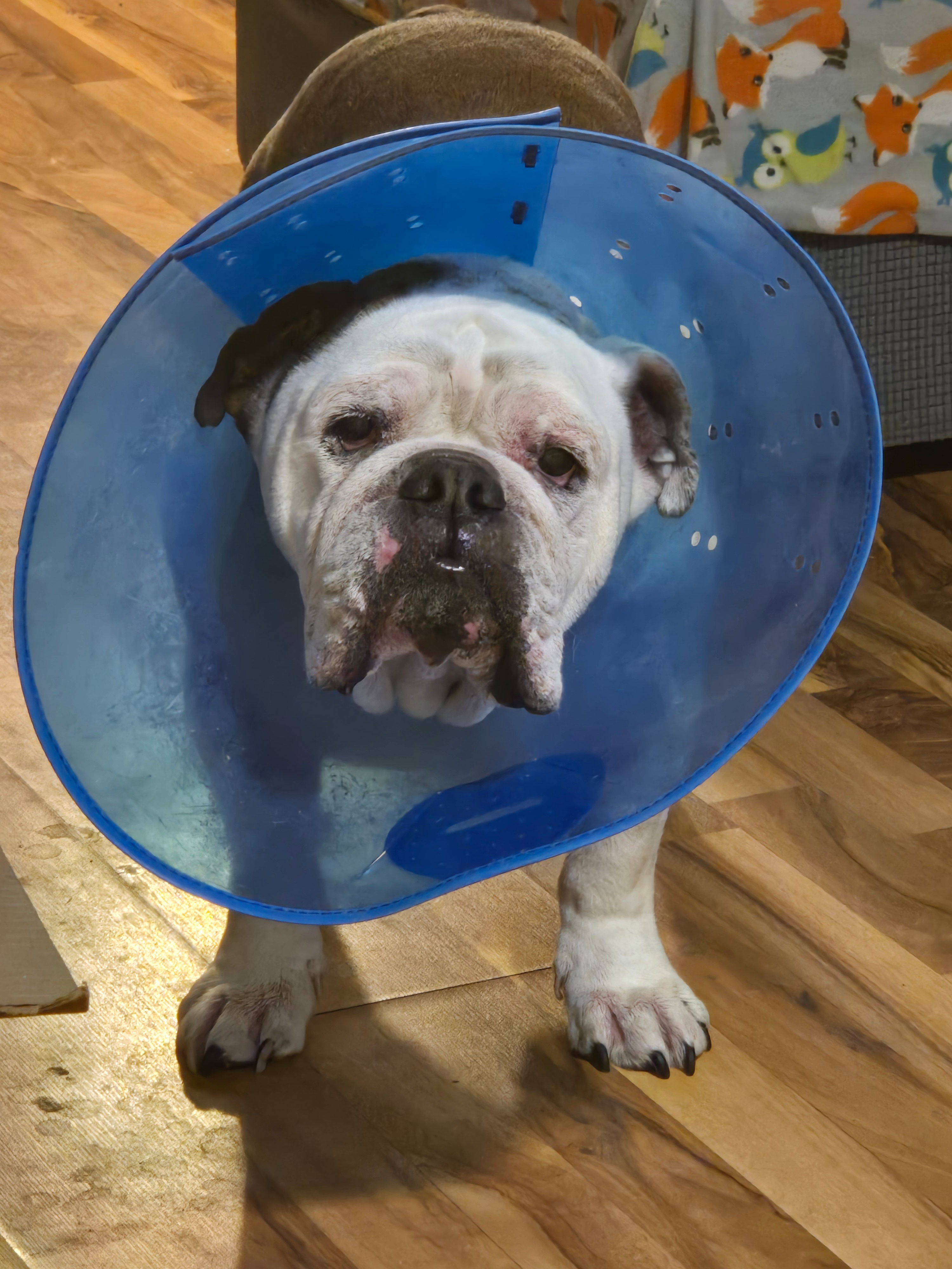 Help Bowser Get Life-Saving Surgery campaign photo, 4 of 5