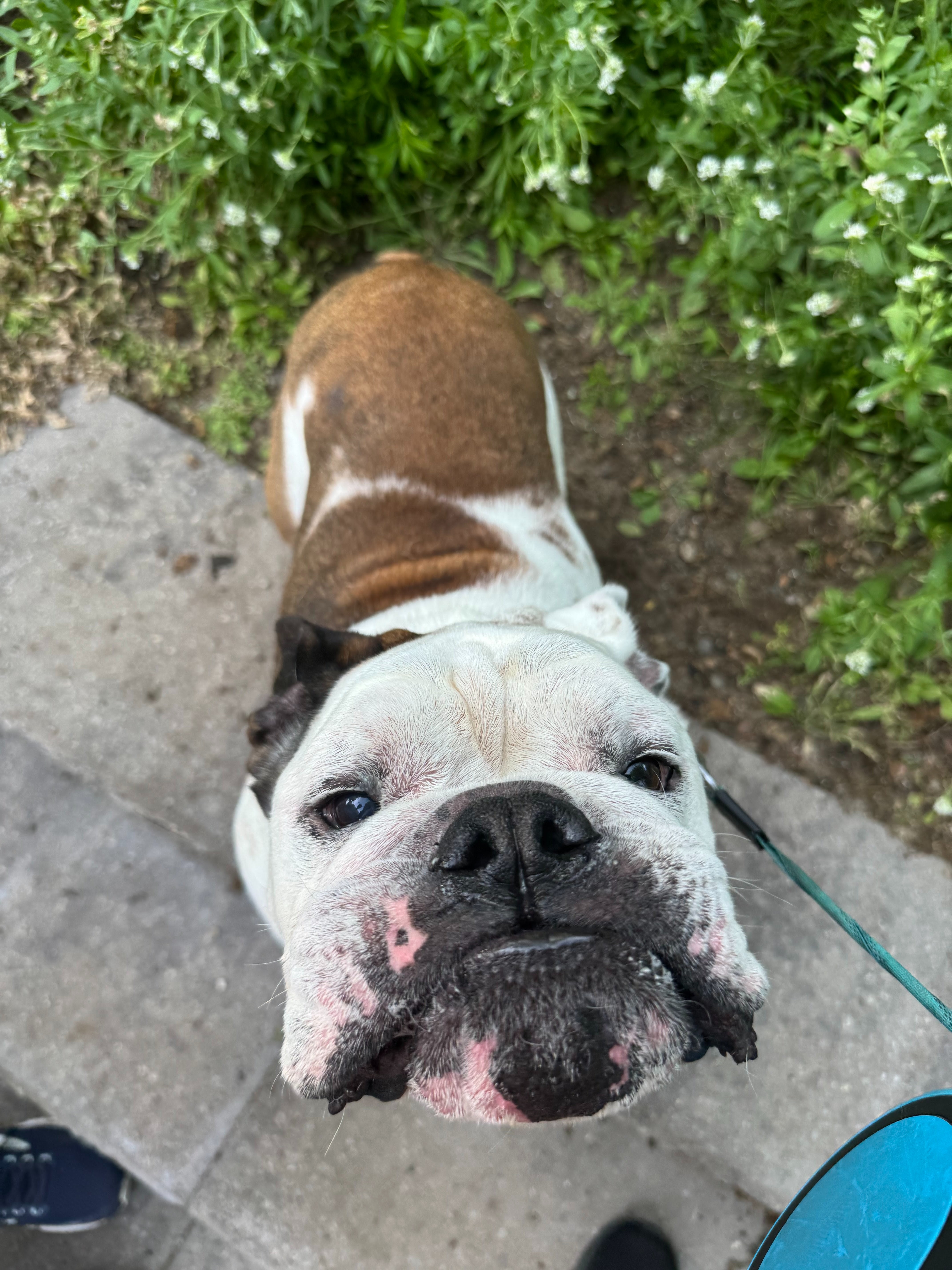 Help Bowser Get Life-Saving Surgery campaign photo, 2 of 5