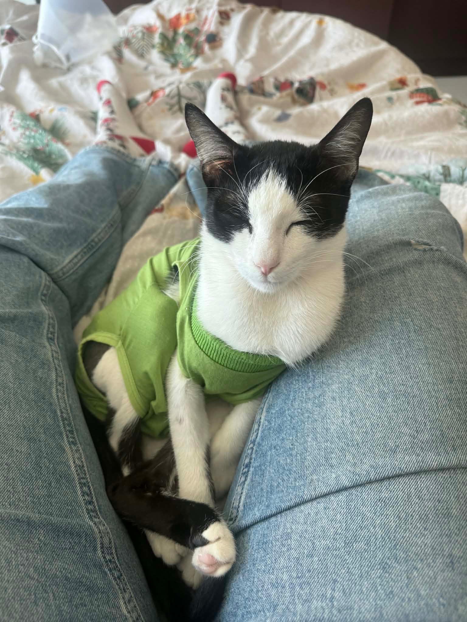 Help Oreo Reach His Forever Home - UAE → Germany campaign photo, 5 of 6