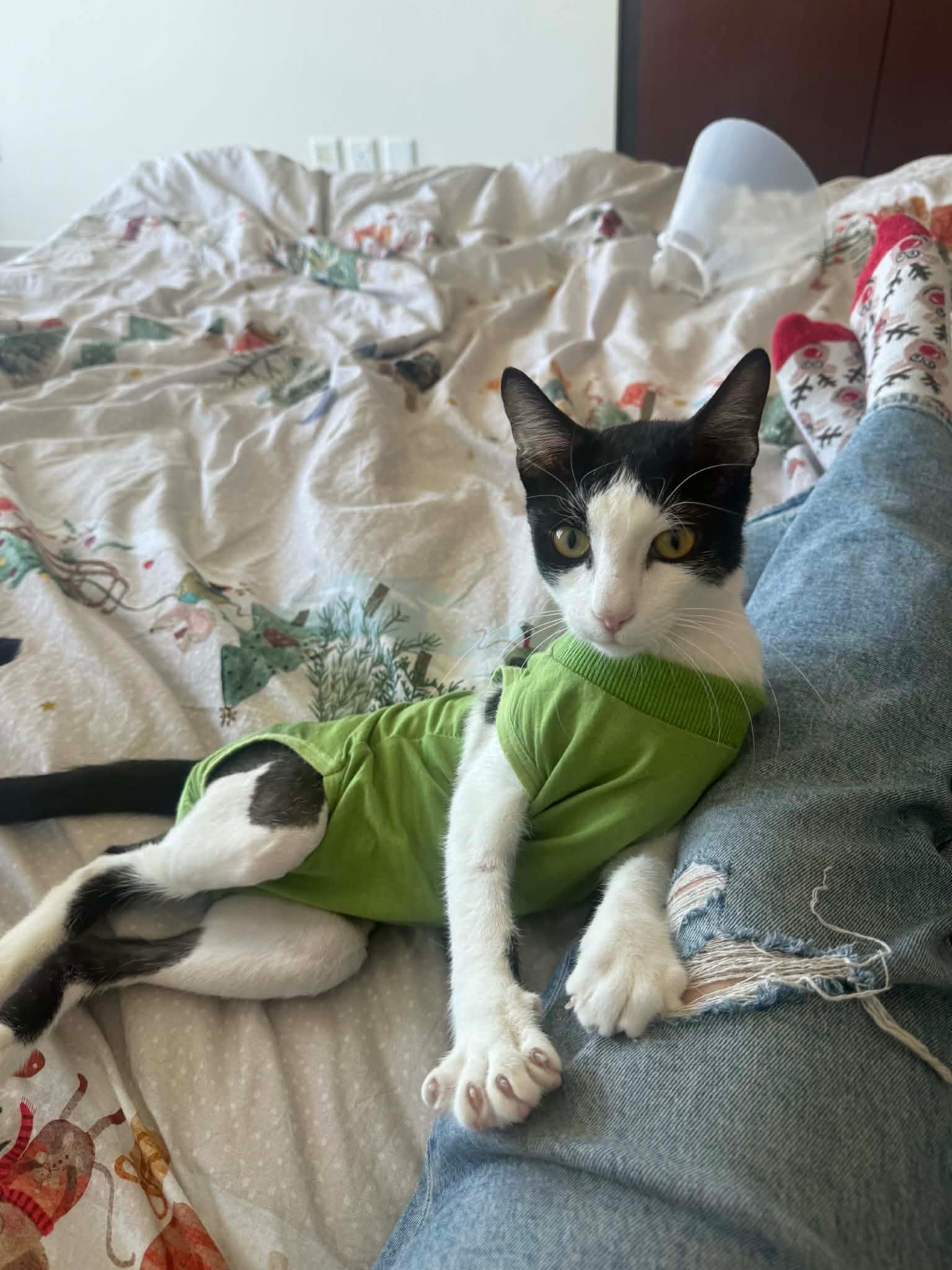 Help Oreo Reach His Forever Home - UAE → Germany campaign photo, 2 of 6