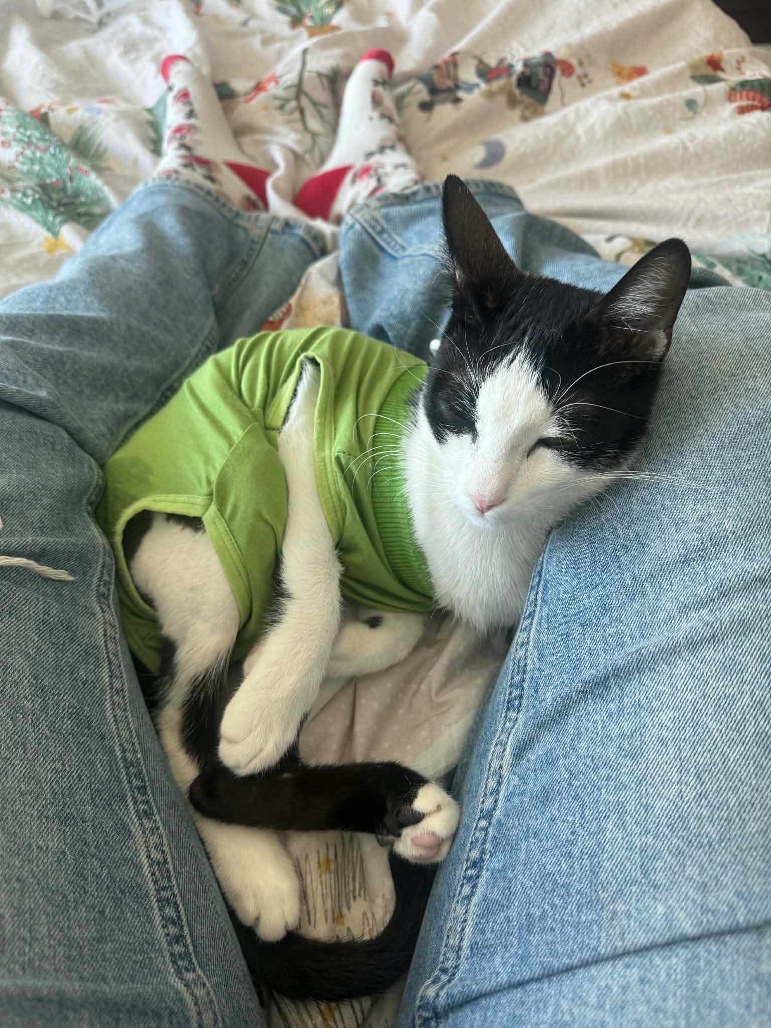 Help Oreo Reach His Forever Home - UAE → Germany campaign photo, 4 of 6