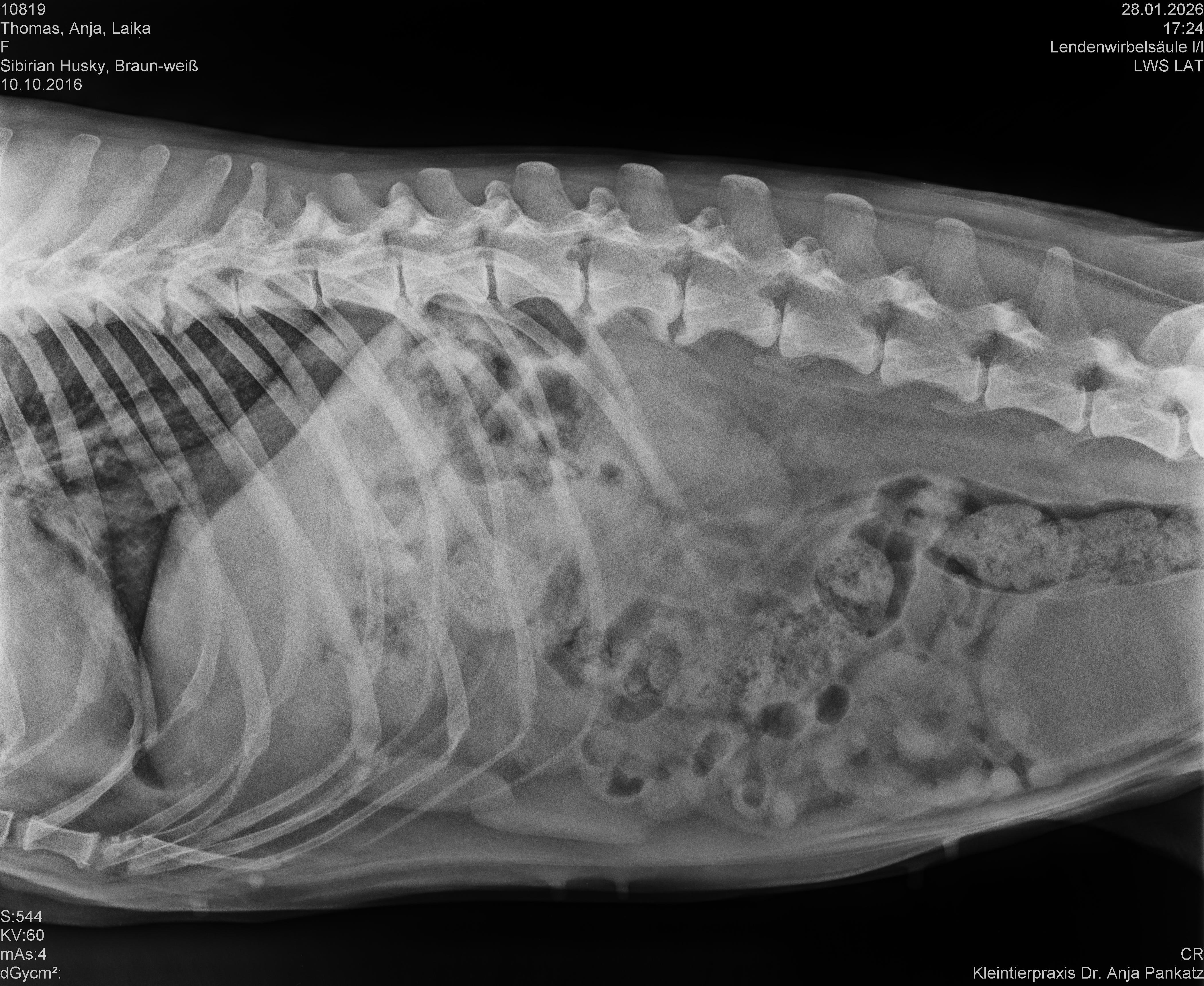 Meine Laika mein ein und alles braucht dringend Hilfe  campaign photo, 2 of 4