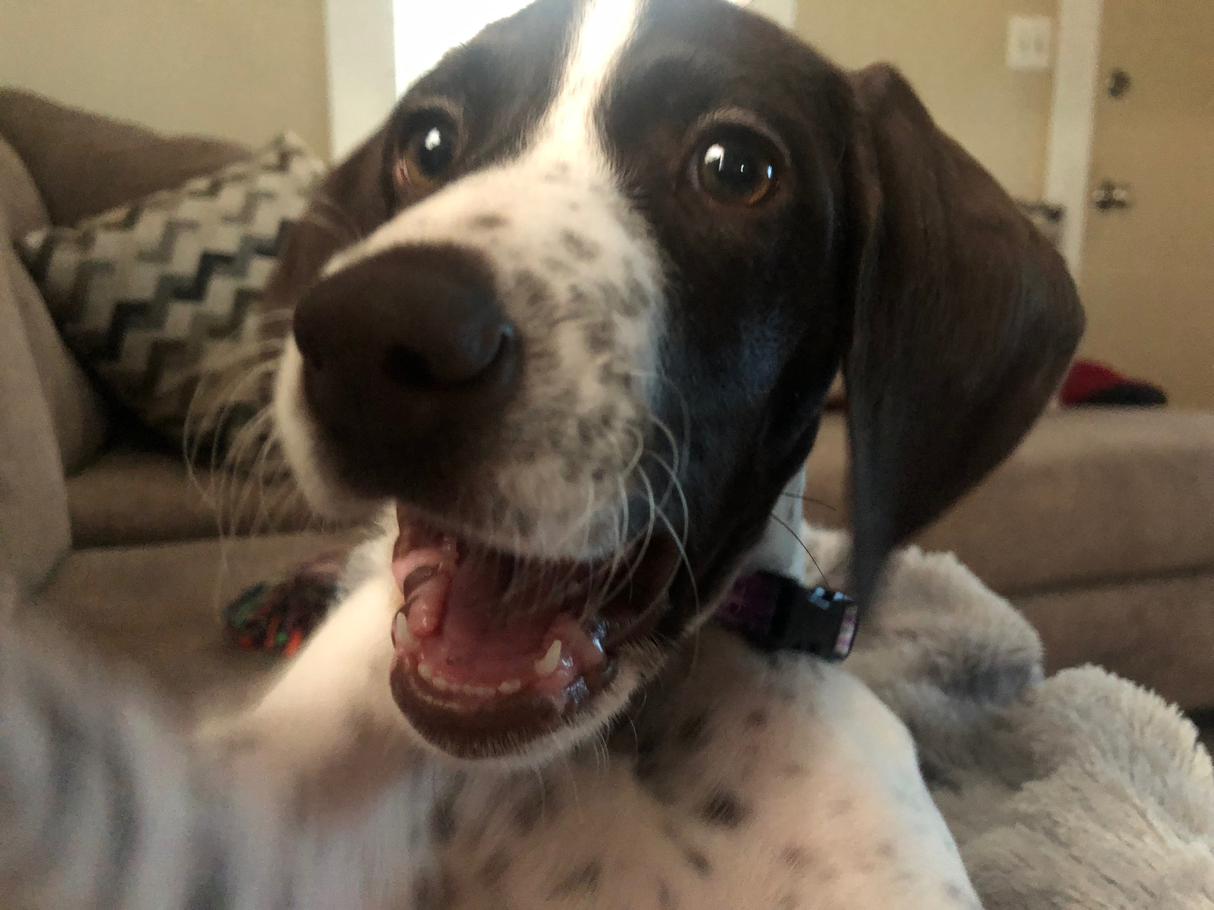 Help Willow Get Her Emergency Surgery campaign photo, 7 of 8