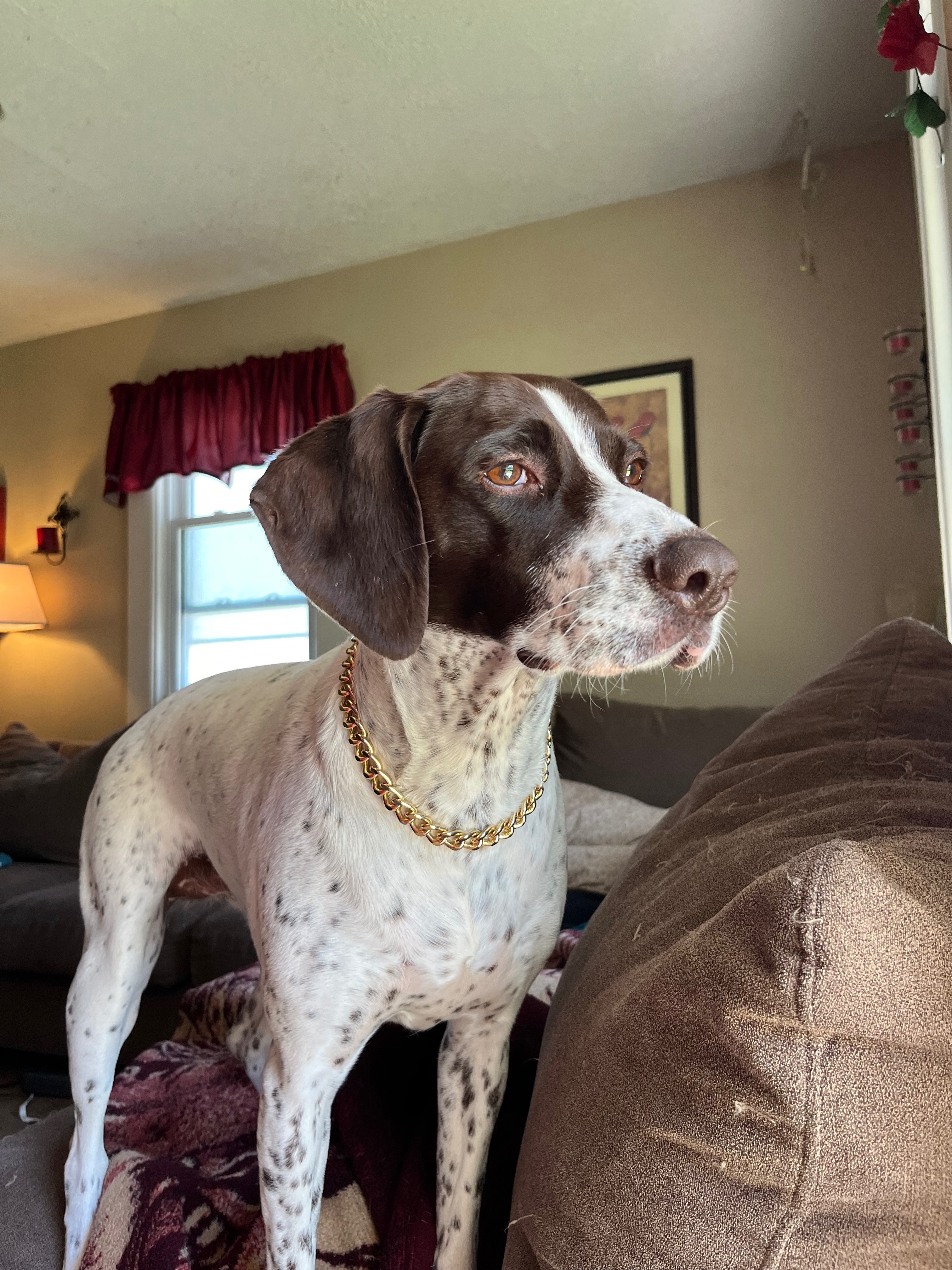 Help Willow Get Her Emergency Surgery campaign photo, 2 of 8