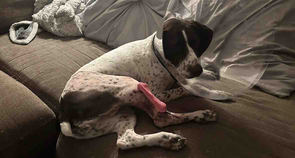 Help Willow Get Her Emergency Surgery campaign photo, 4 of 8