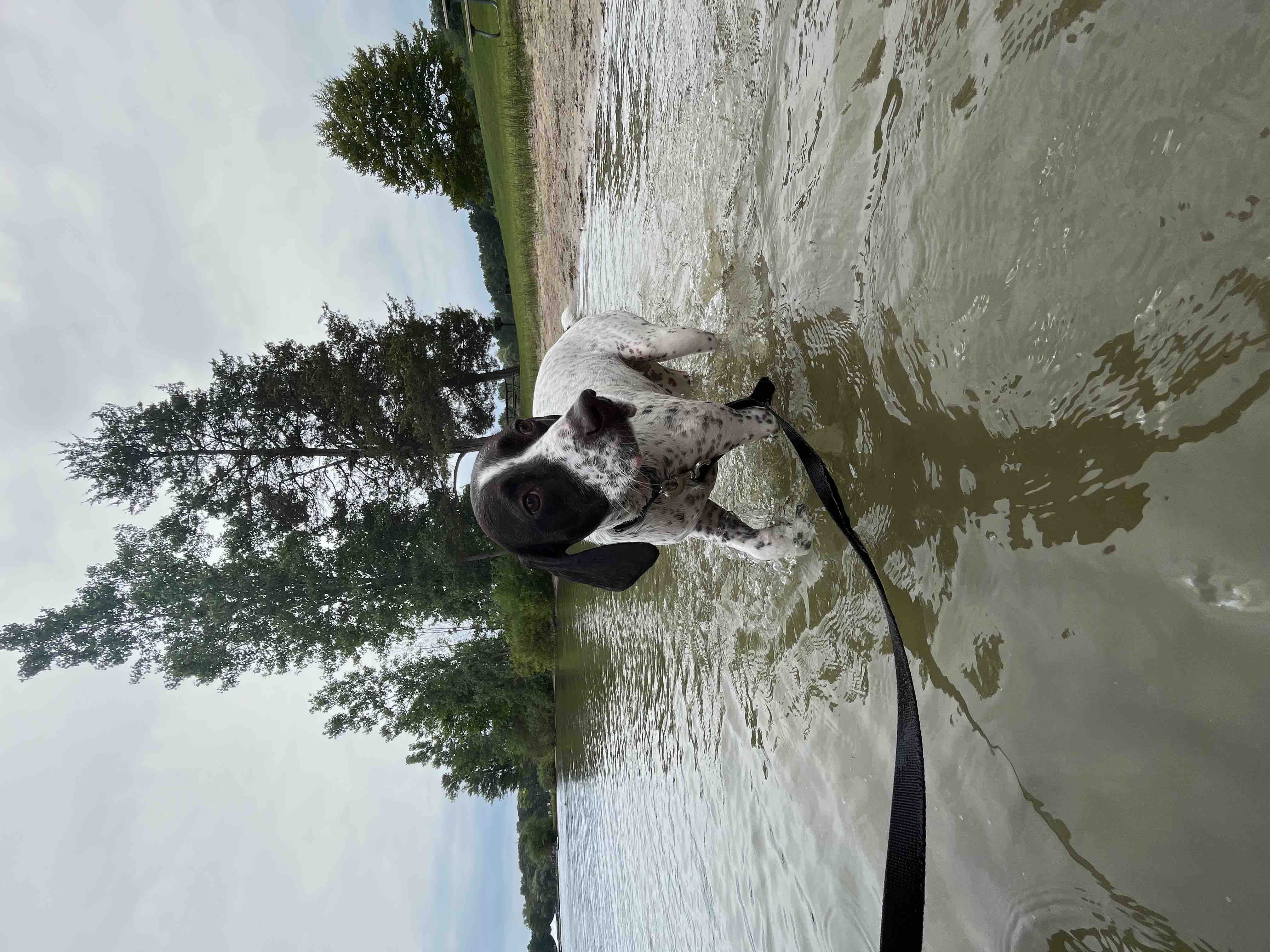 Help Willow Get Her Emergency Surgery campaign photo, 5 of 8