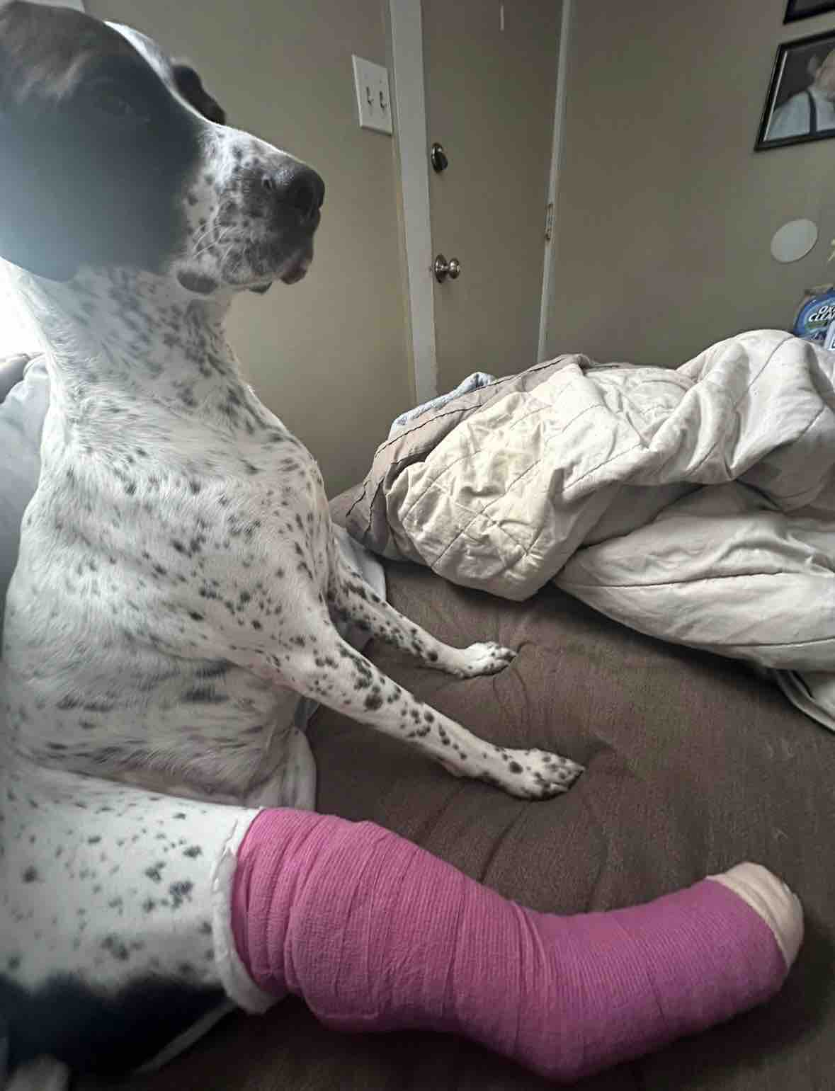 Help Willow Get Her Emergency Surgery campaign photo, 6 of 8