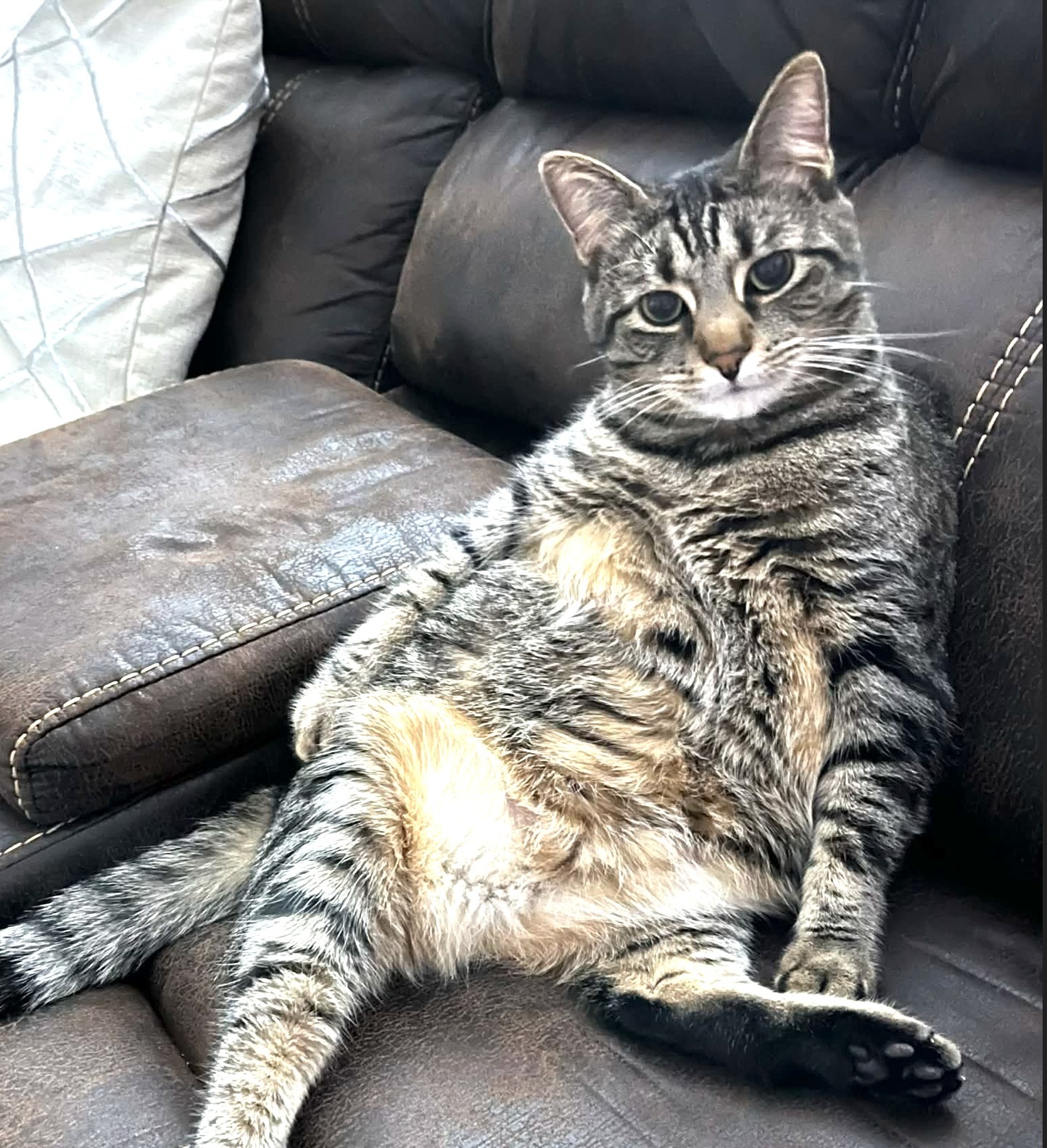 Help Pebbles Get Life-Saving Surgery campaign photo, 2 of 4