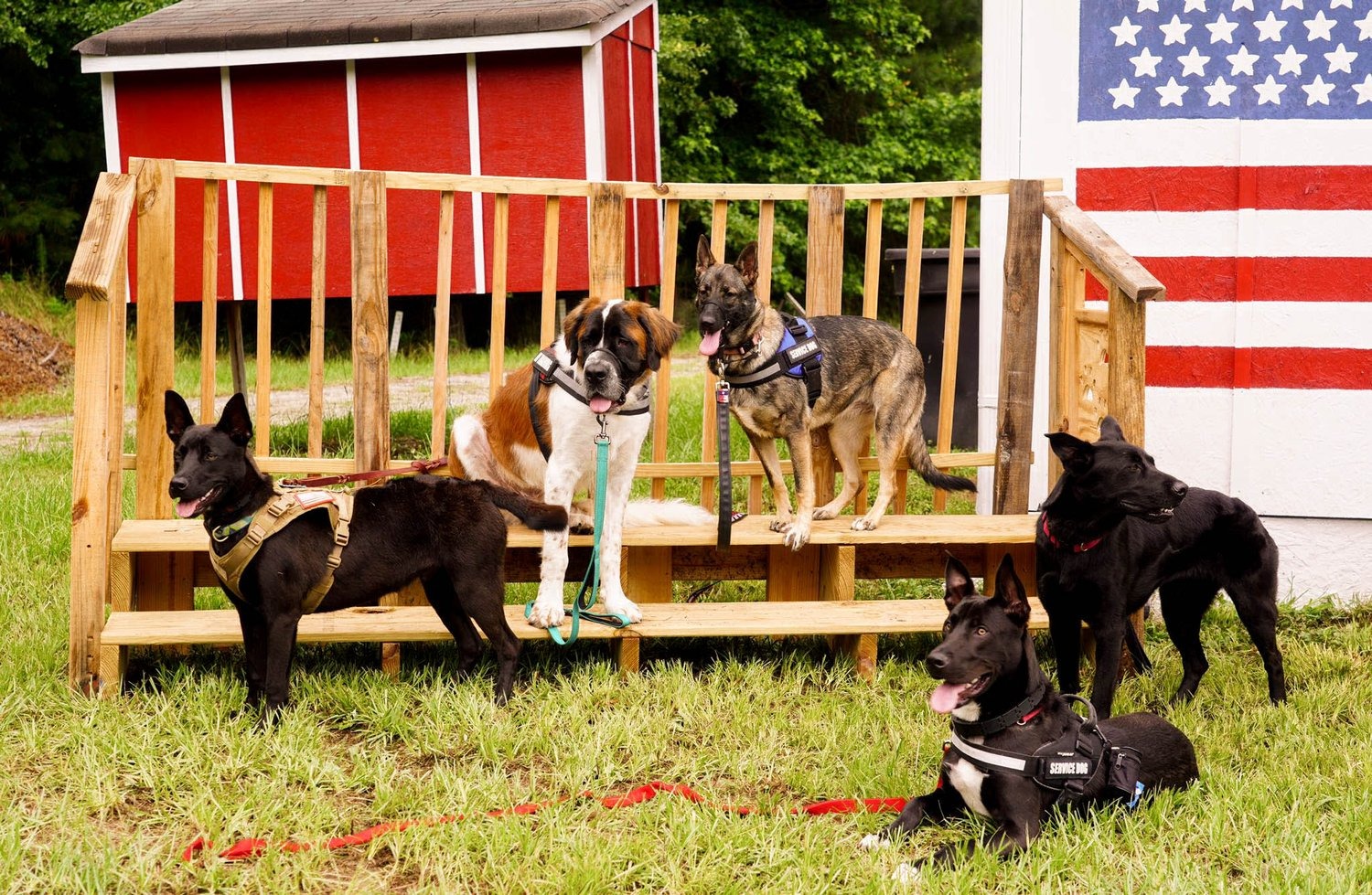 Help Me Bring My Service Dog Home campaign photo, 6 of 7