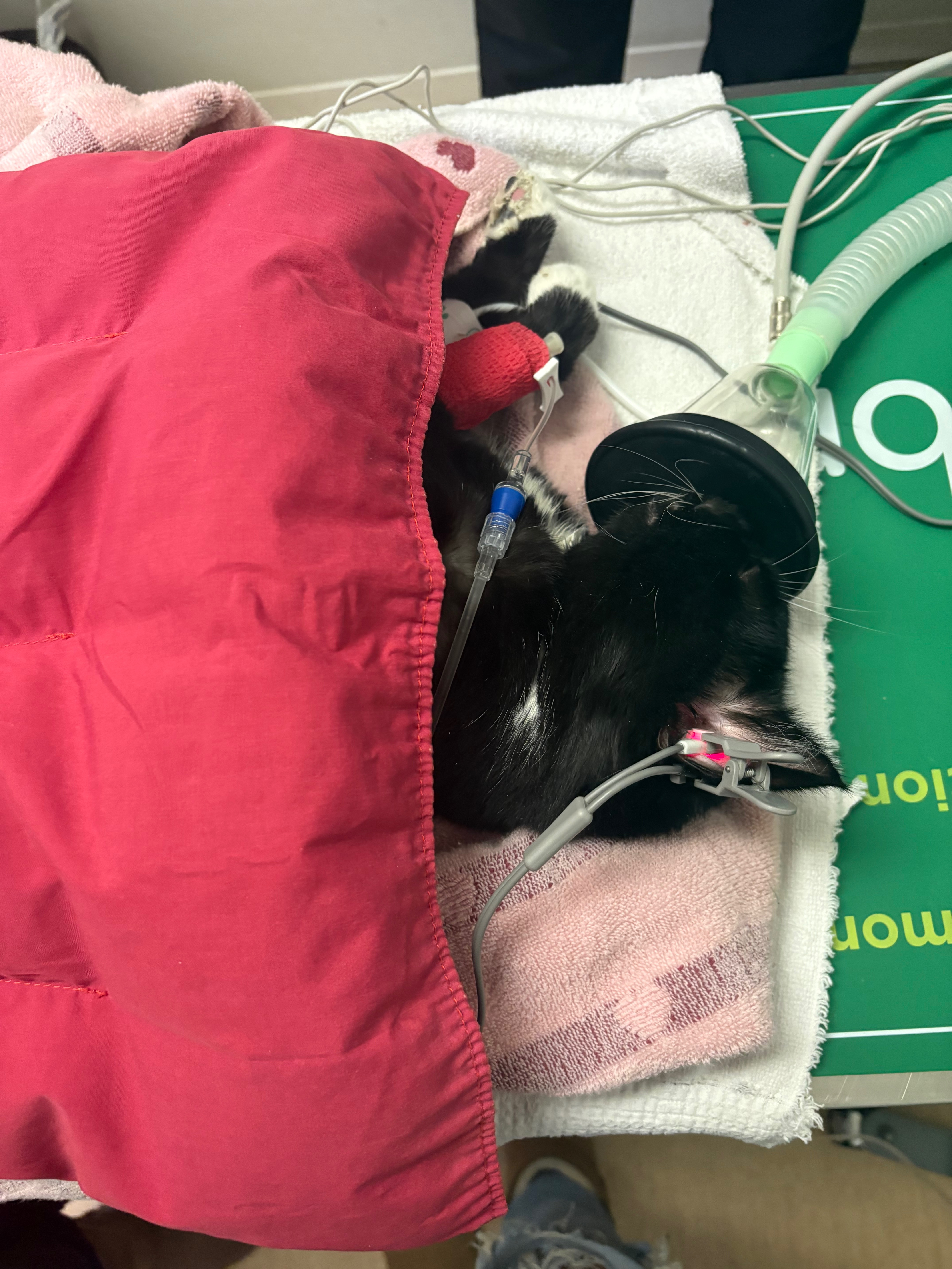 raising money for his vet bill. campaign photo, 4 of 5