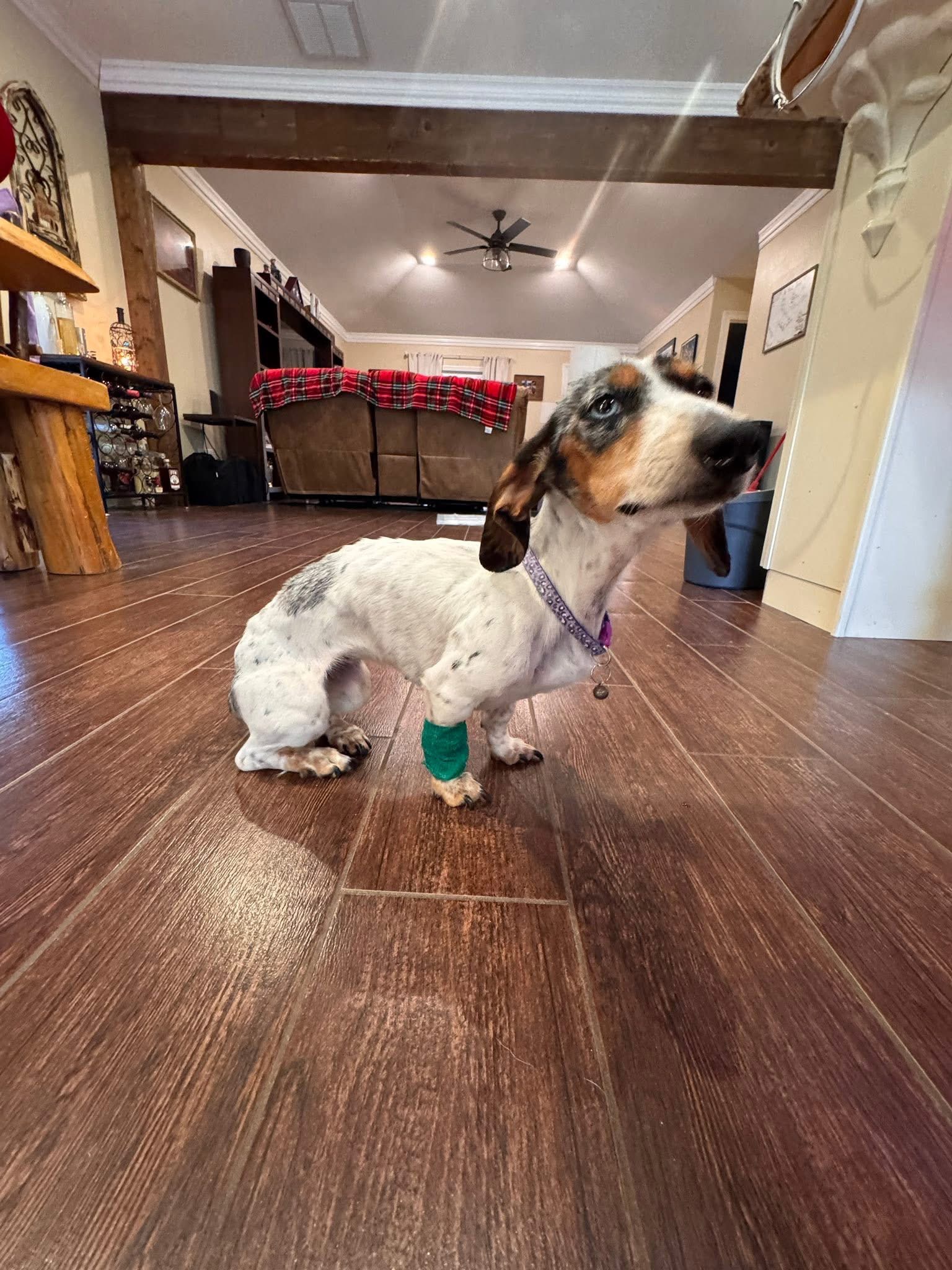 Help Faith Fight Megaesophagus campaign photo, 6 of 8