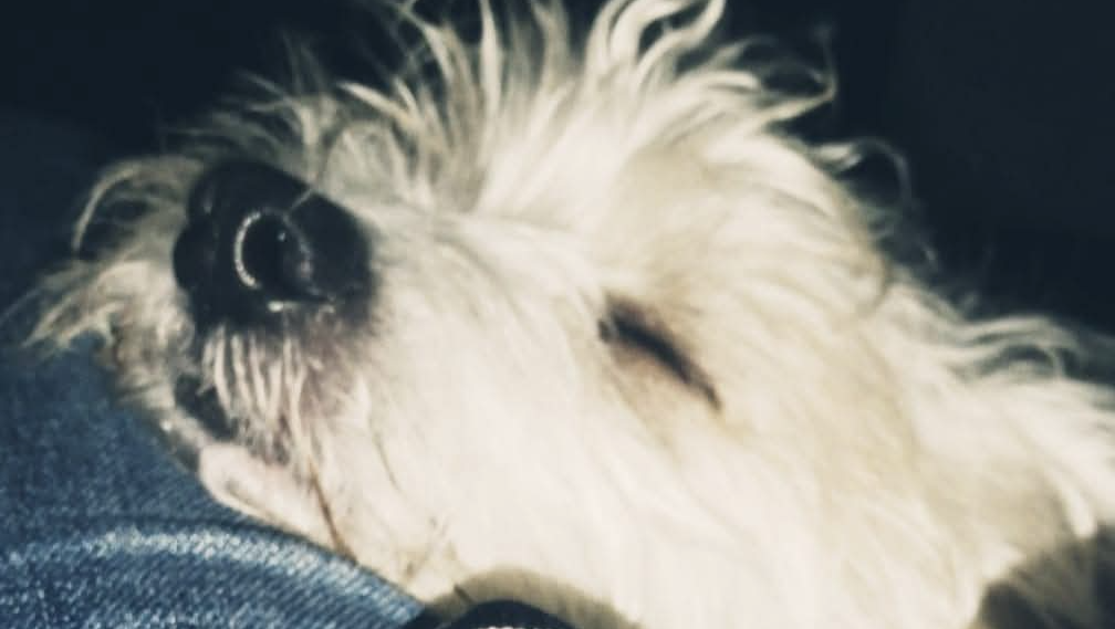 Animali photo