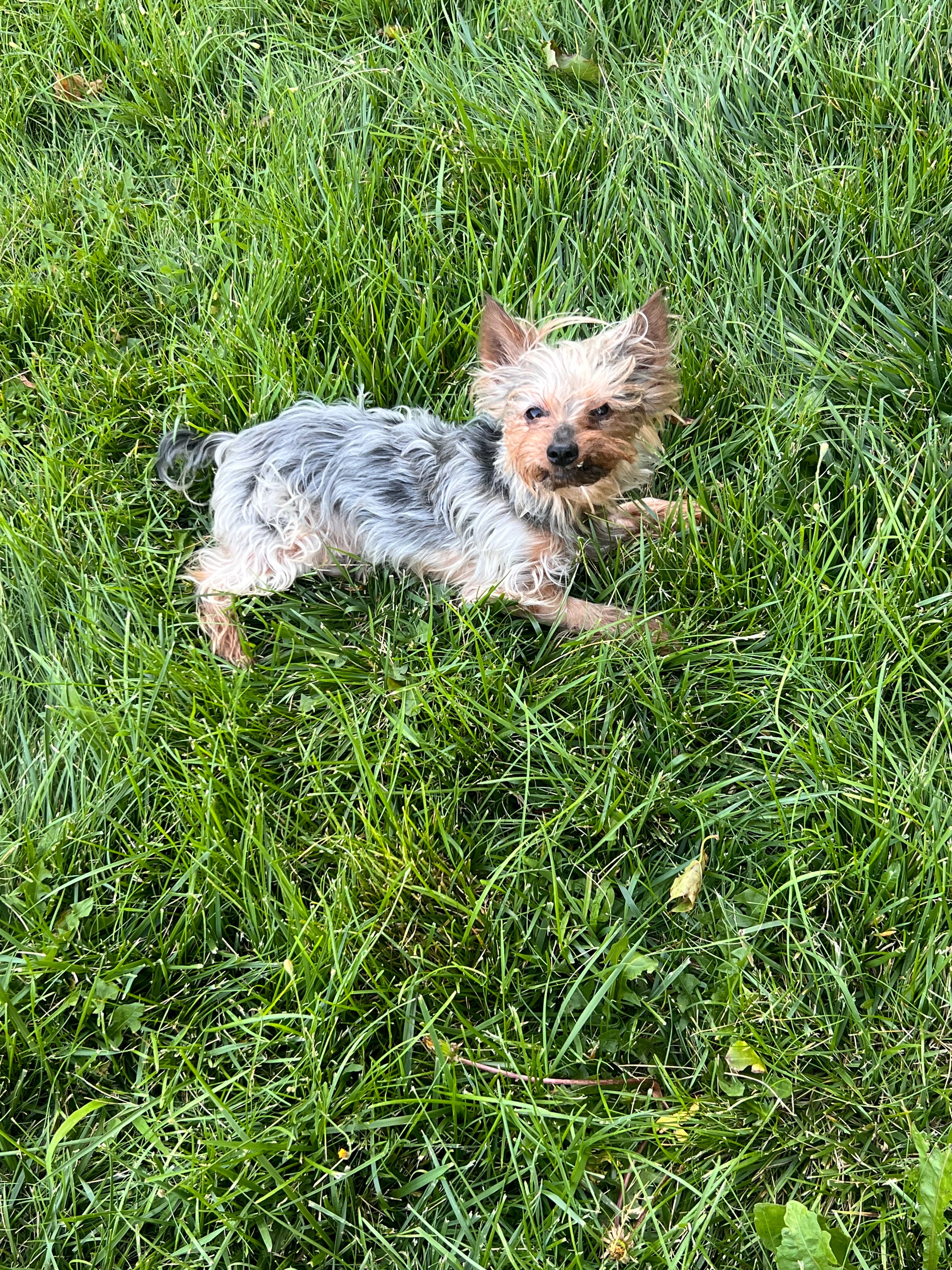 Support Aj Bear’s Vet Care and Recovery campaign photo, 6 of 8
