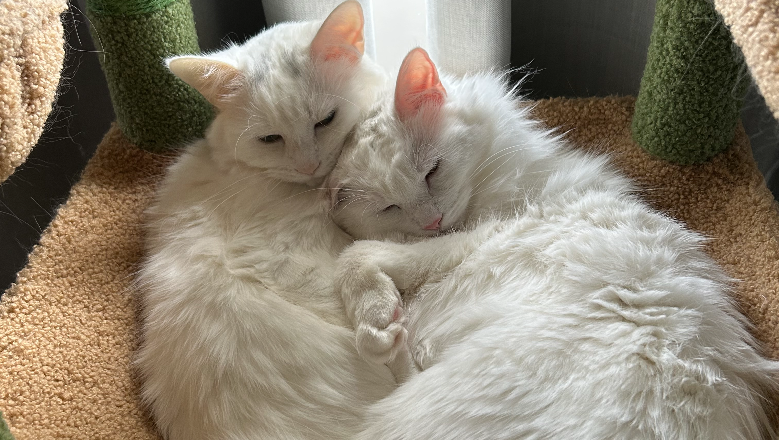 Pinto’s Legacy: Final ICU Expenses & Care for His Brother photo