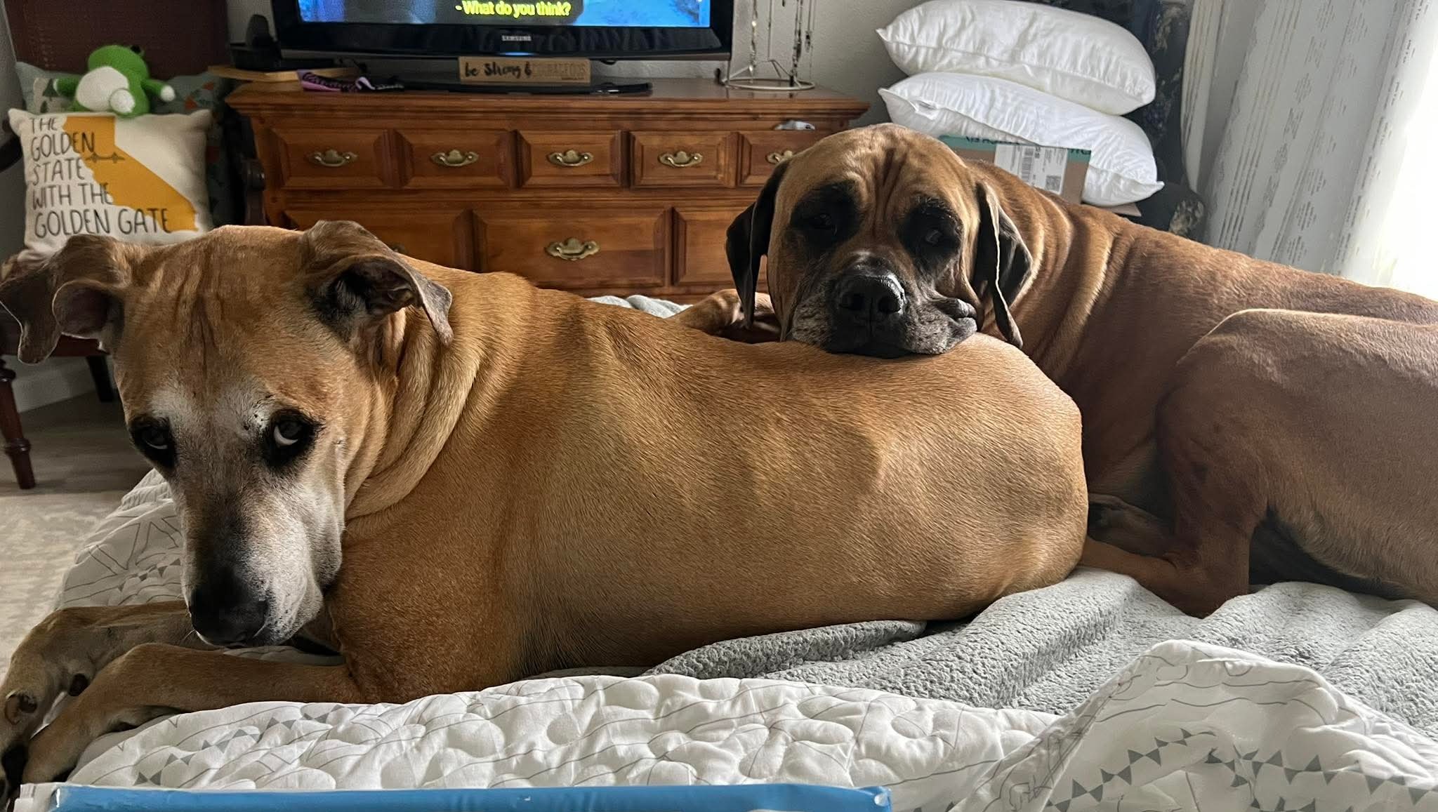 Help Shawn care for Oscar & Scooby photo