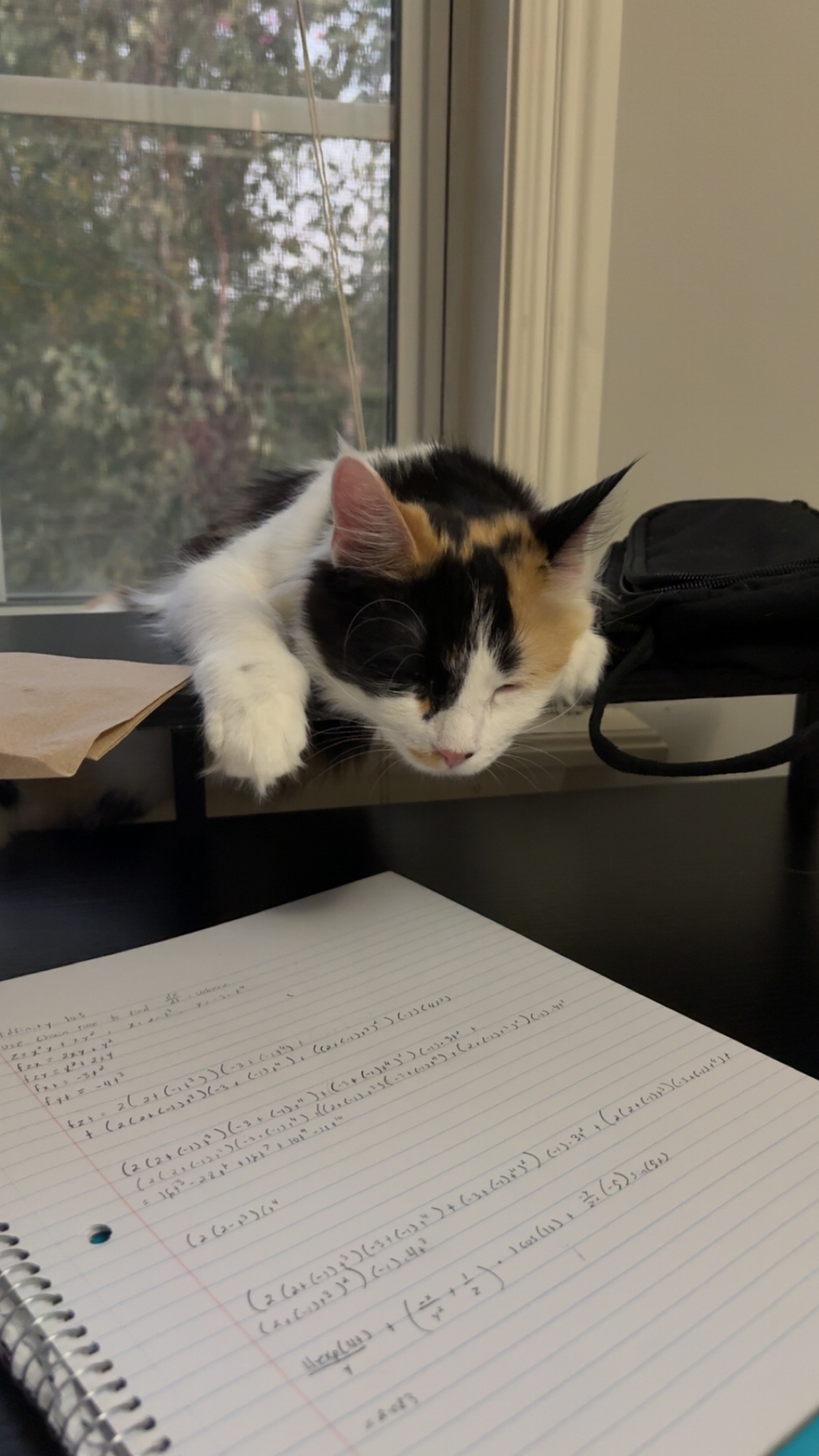 Help Hazel Fight Feline Infectious Peritonitis campaign photo, 7 of 8