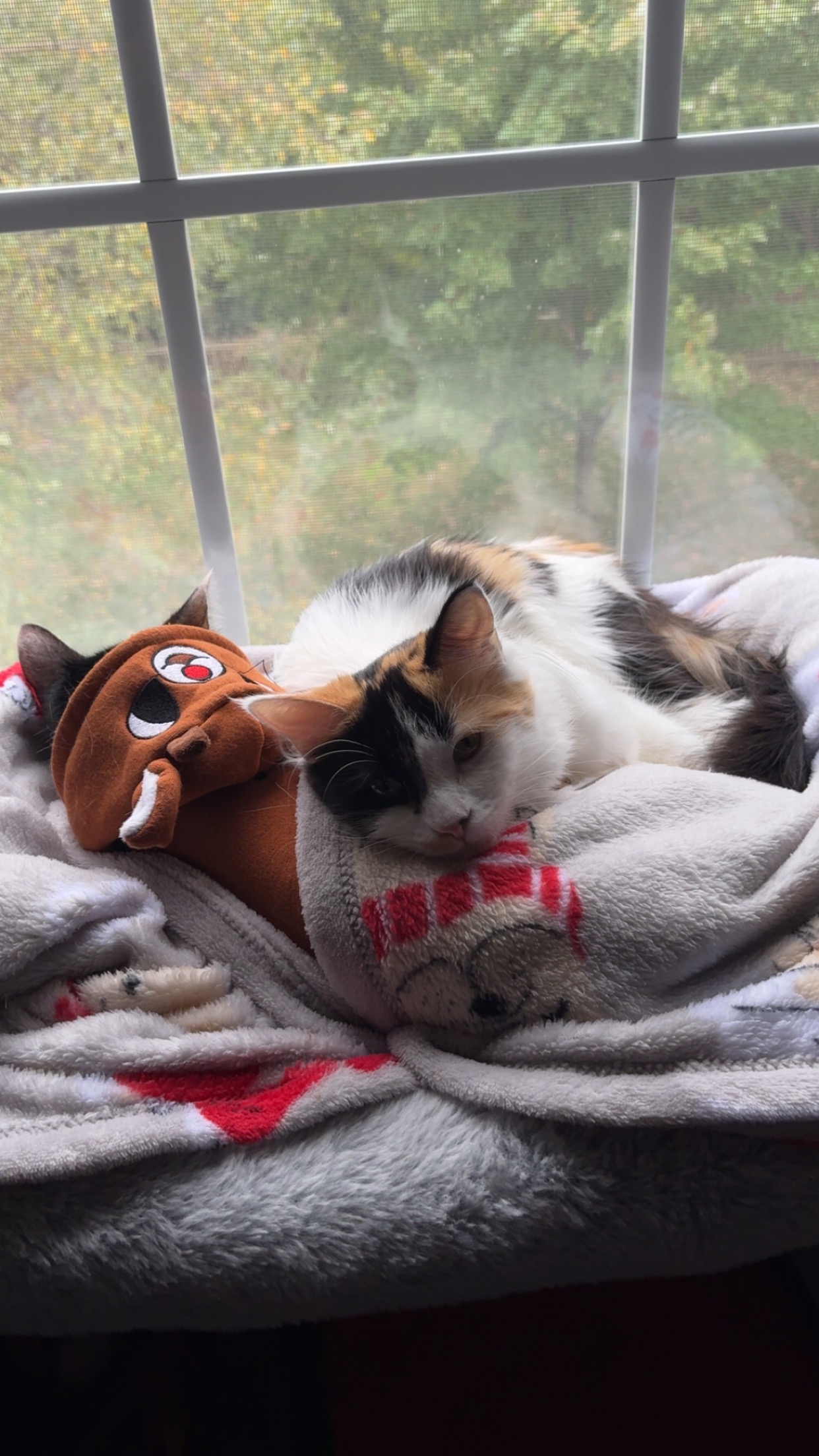 Help Hazel Fight Feline Infectious Peritonitis campaign photo, 4 of 8