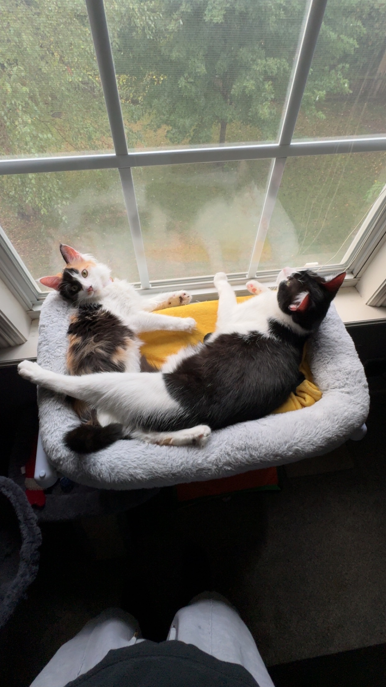 Help Hazel Fight Feline Infectious Peritonitis campaign photo, 2 of 8