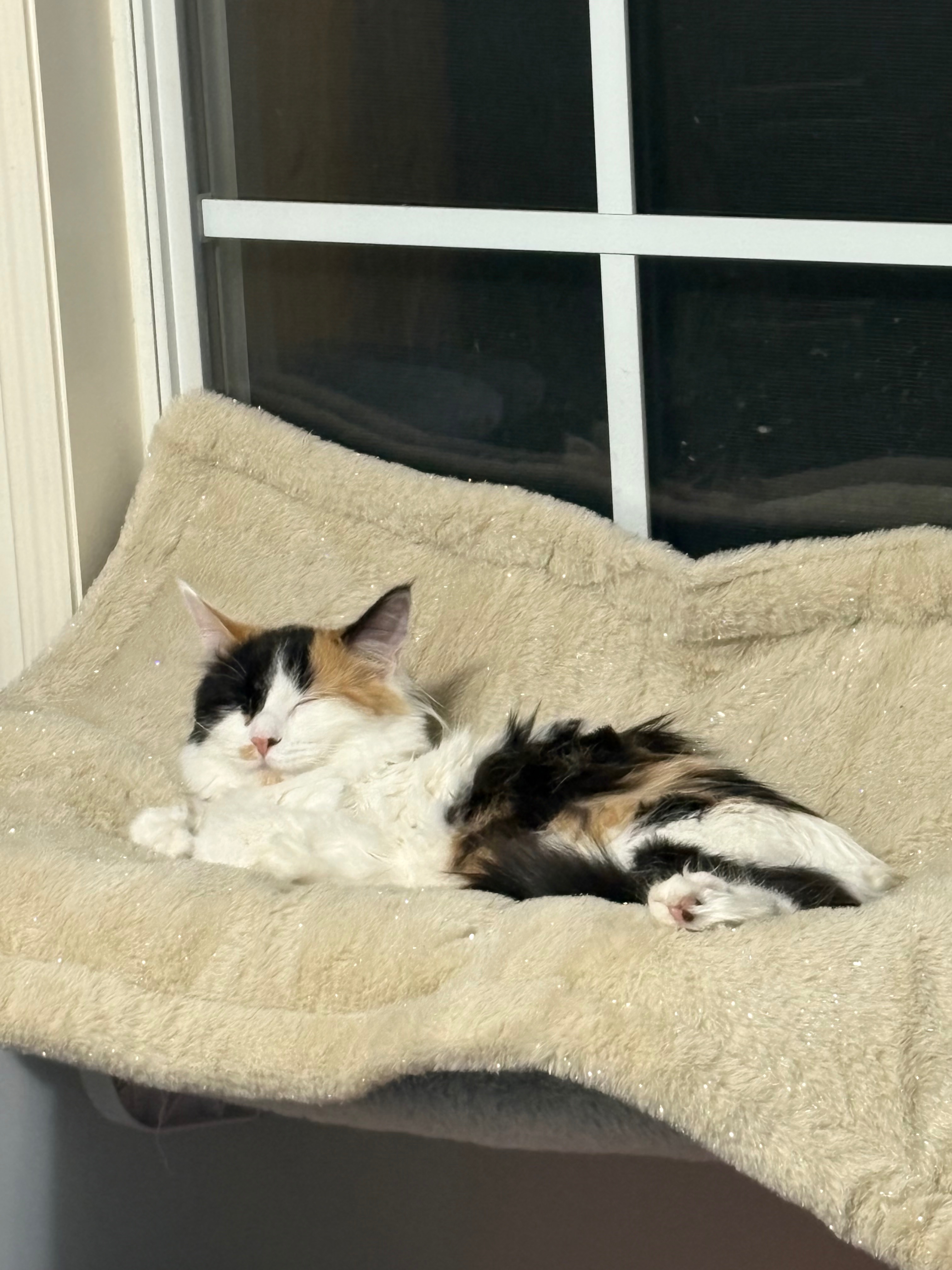 Help Hazel Fight Feline Infectious Peritonitis campaign photo, 5 of 8