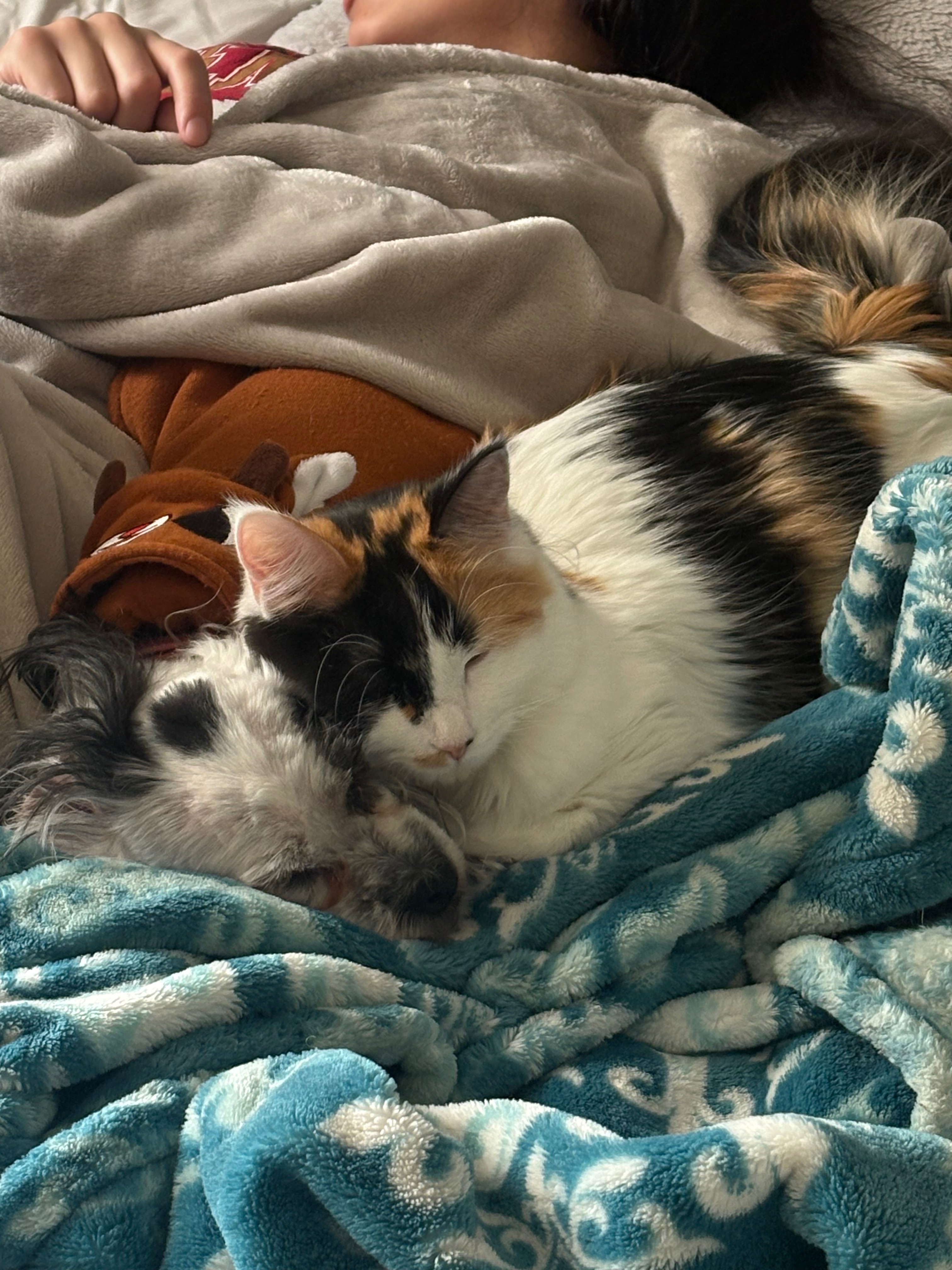 Help Hazel Fight Feline Infectious Peritonitis campaign photo, 6 of 8