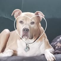 Support Roxy's Urgent Vet Bills campaign photo, 4 of 5