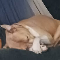 Support Roxy's Urgent Vet Bills campaign photo, 2 of 5