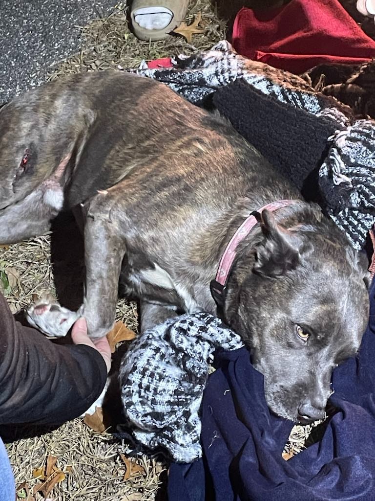 Help Hannah's Family Bring Zeus Home campaign photo, 2 of 7