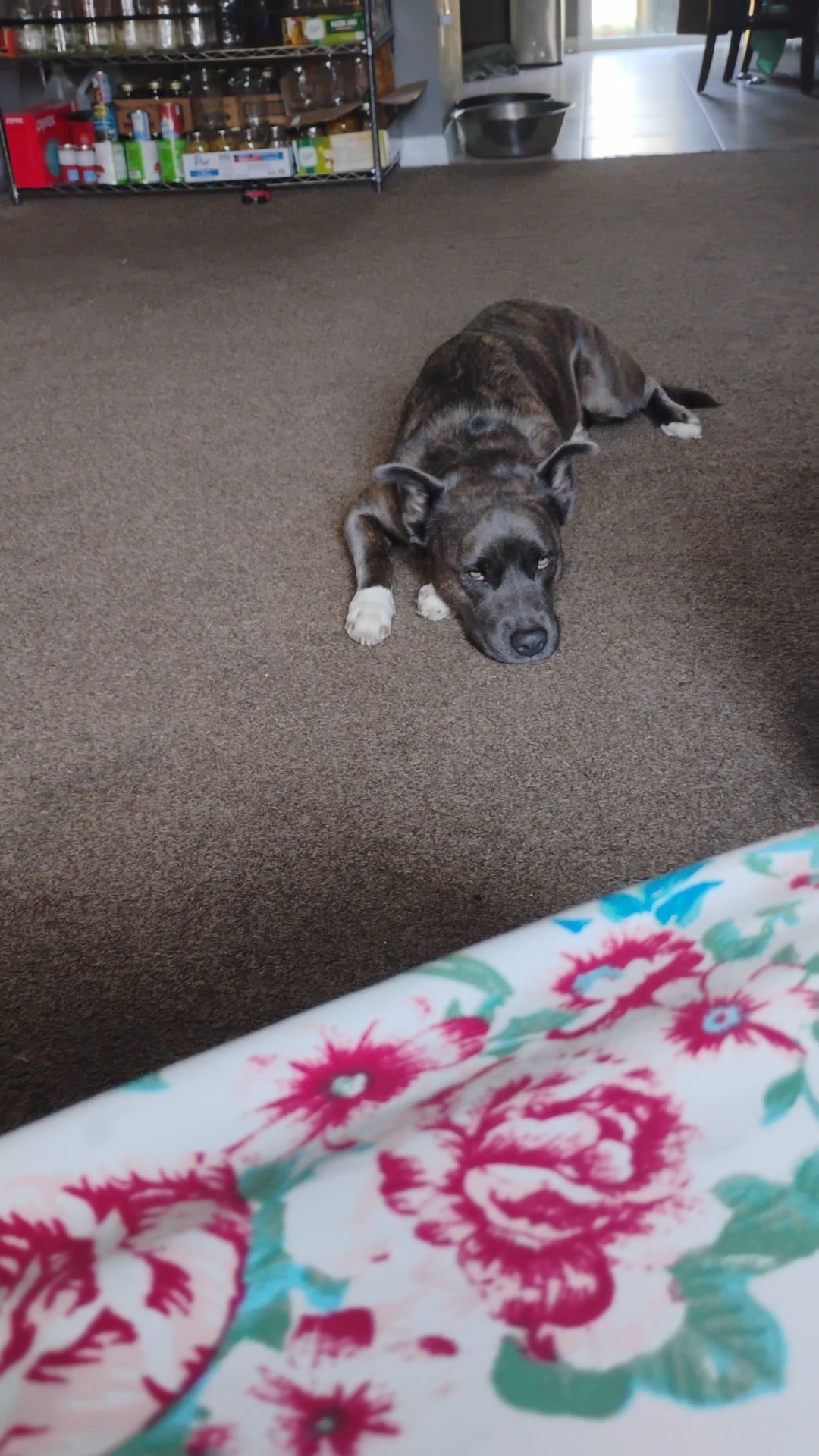 Help Hannah's Family Bring Zeus Home campaign photo, 4 of 7