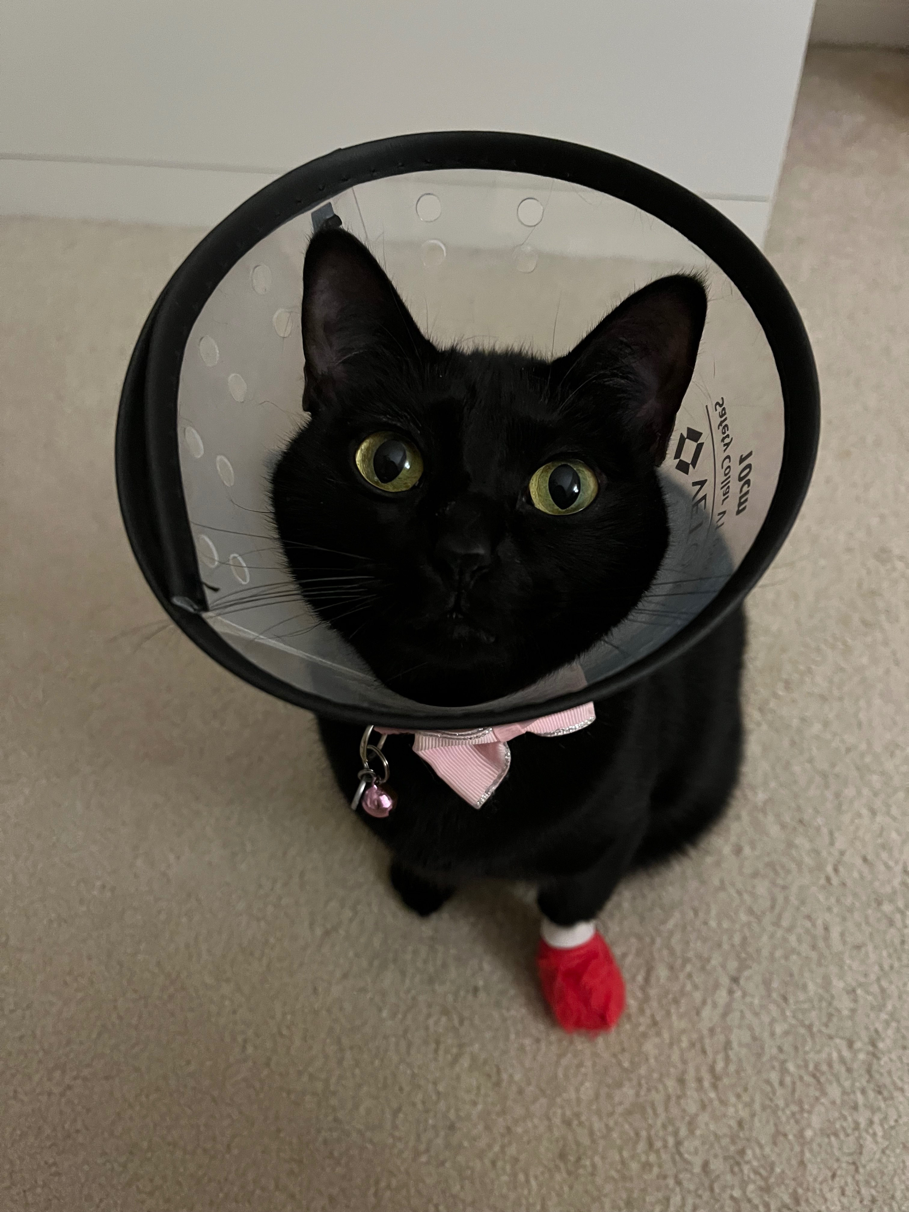 Help Chibi Cat Beat Cancer campaign photo, 6 of 7