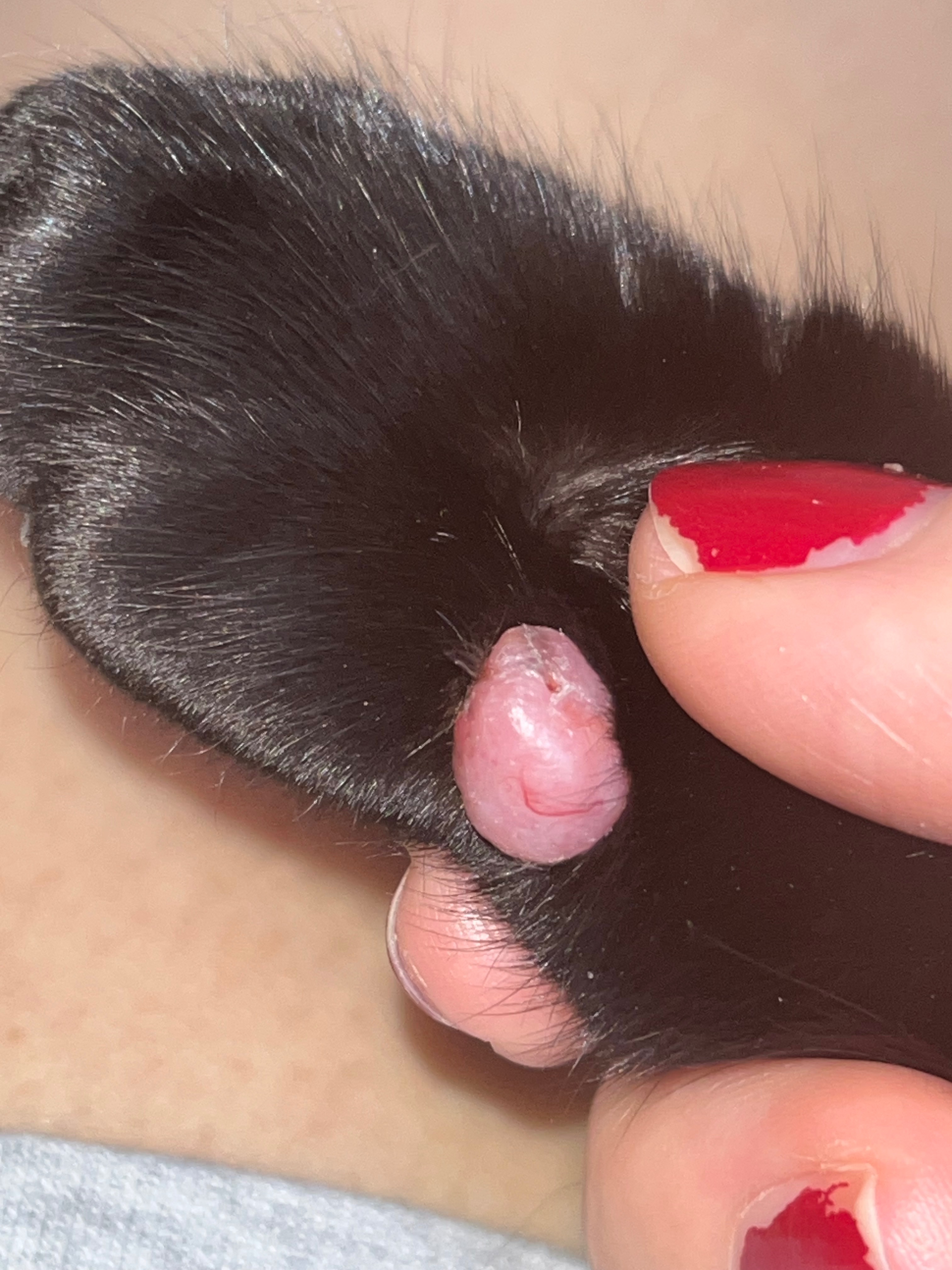 Help Chibi Cat Beat Cancer campaign photo, 4 of 7