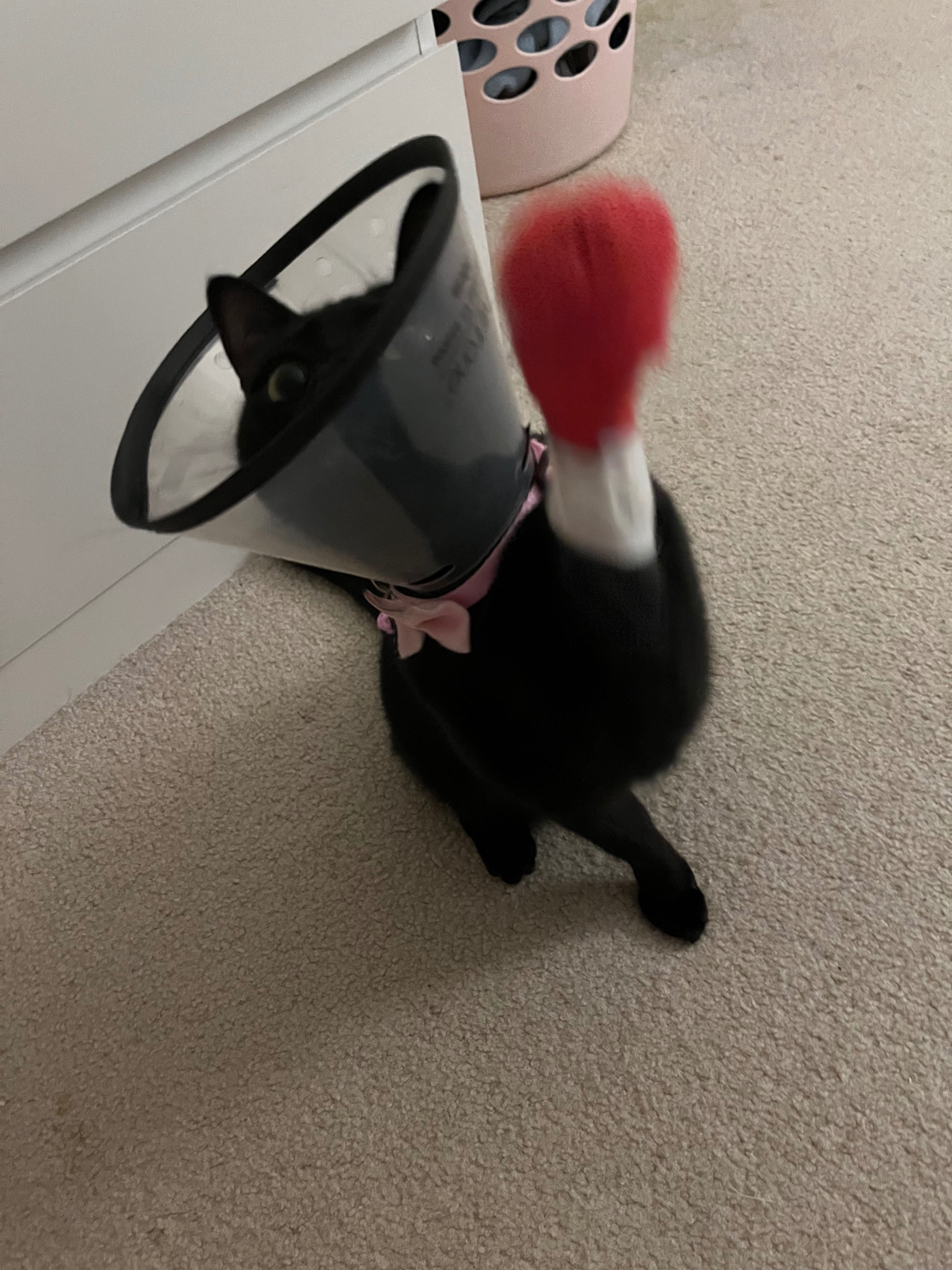 Help Chibi Cat Beat Cancer campaign photo, 5 of 7