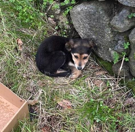 ‼️S.O.S. EMERGENZA CUCCIOLI – ABBIAMO BISOGNO DI VOI‼️ campaign photo, 7 of 8