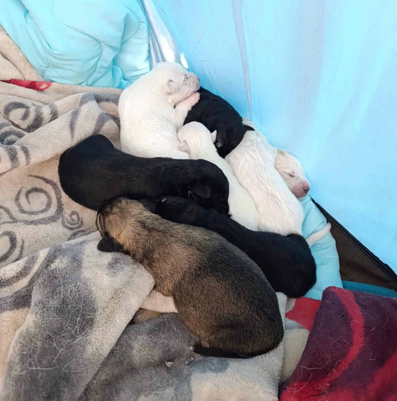 ‼️S.O.S. EMERGENZA CUCCIOLI – ABBIAMO BISOGNO DI VOI‼️ campaign photo, 2 of 8