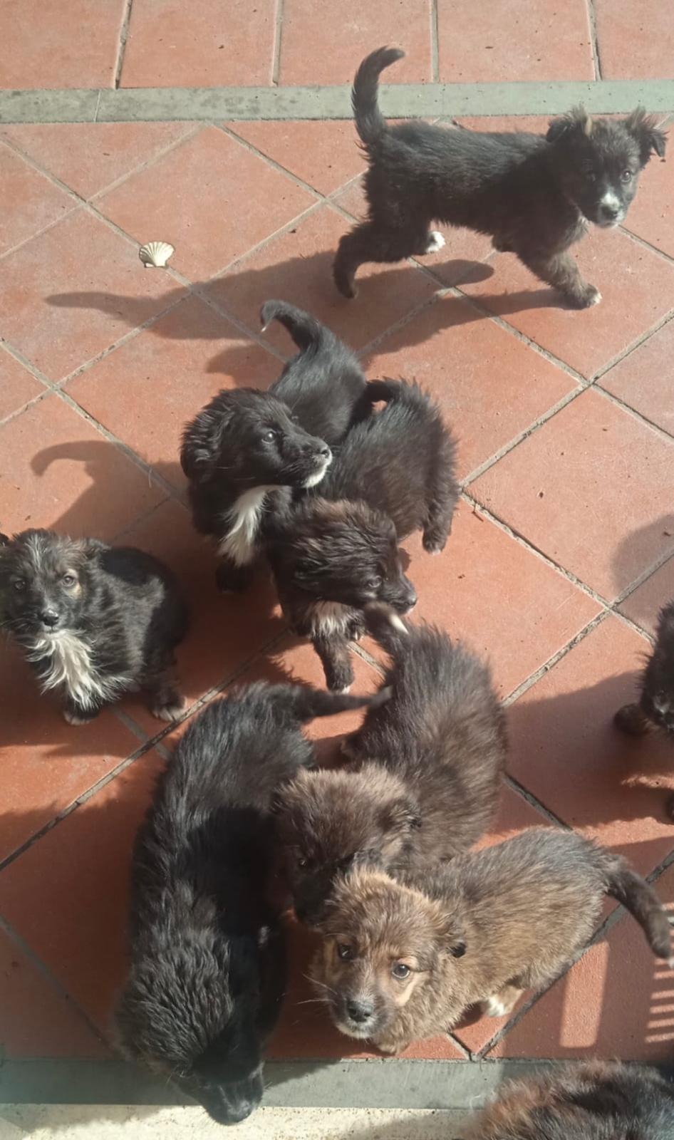 ‼️S.O.S. EMERGENZA CUCCIOLI – ABBIAMO BISOGNO DI VOI‼️ campaign photo, 4 of 8