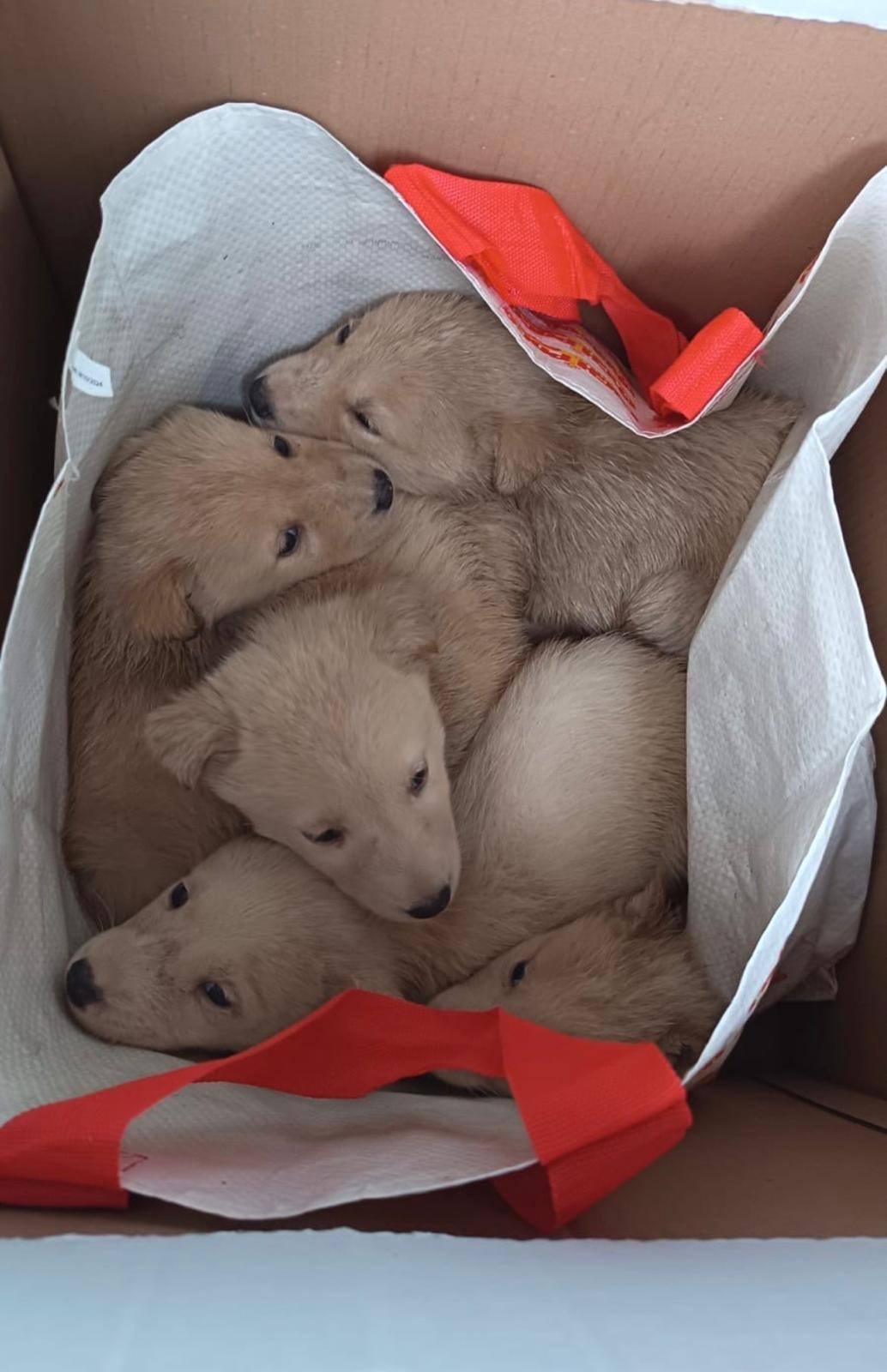 ‼️S.O.S. EMERGENZA CUCCIOLI – ABBIAMO BISOGNO DI VOI‼️ campaign photo, 5 of 8