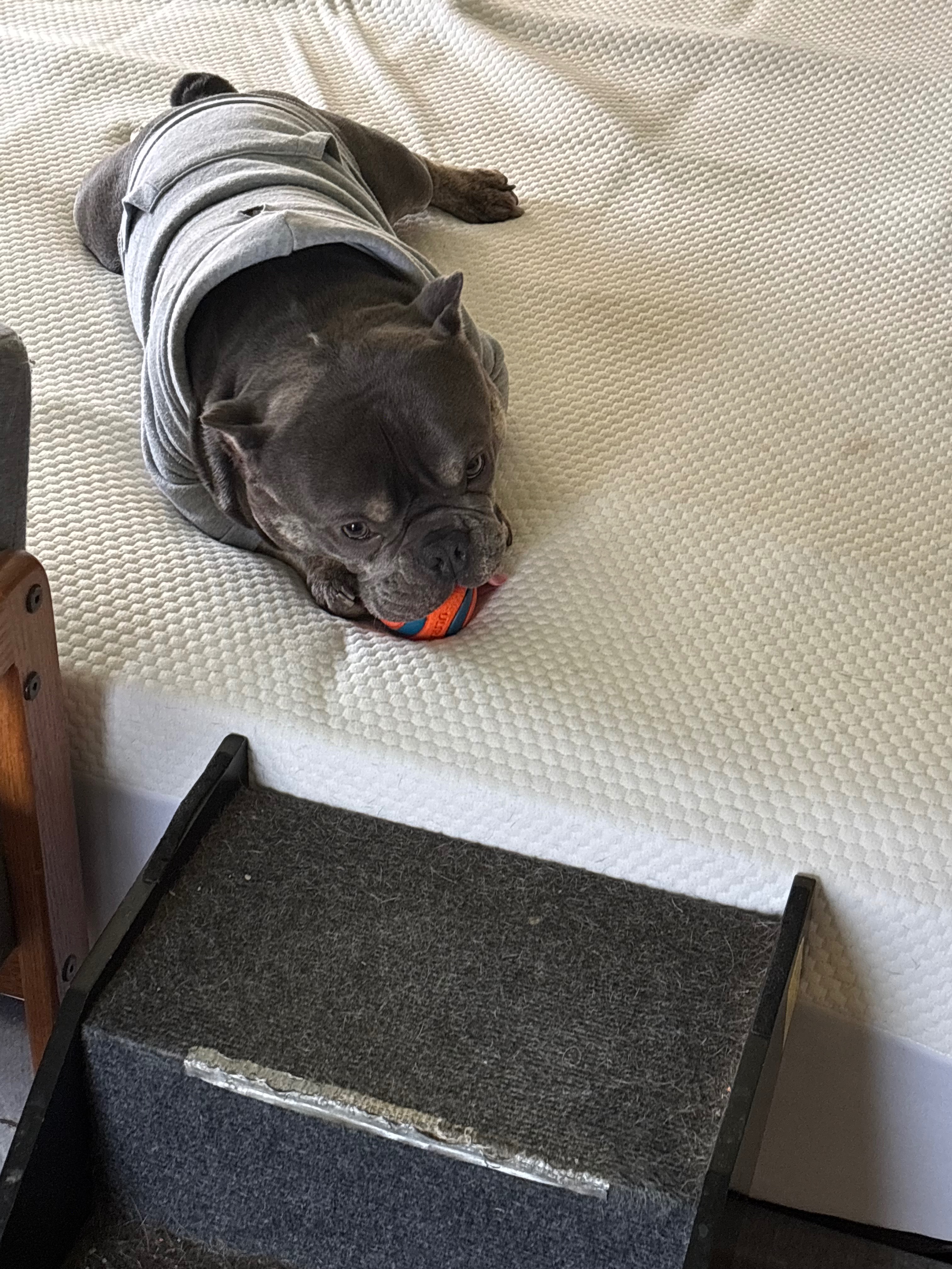 Help save Thors life campaign photo, 6 of 7