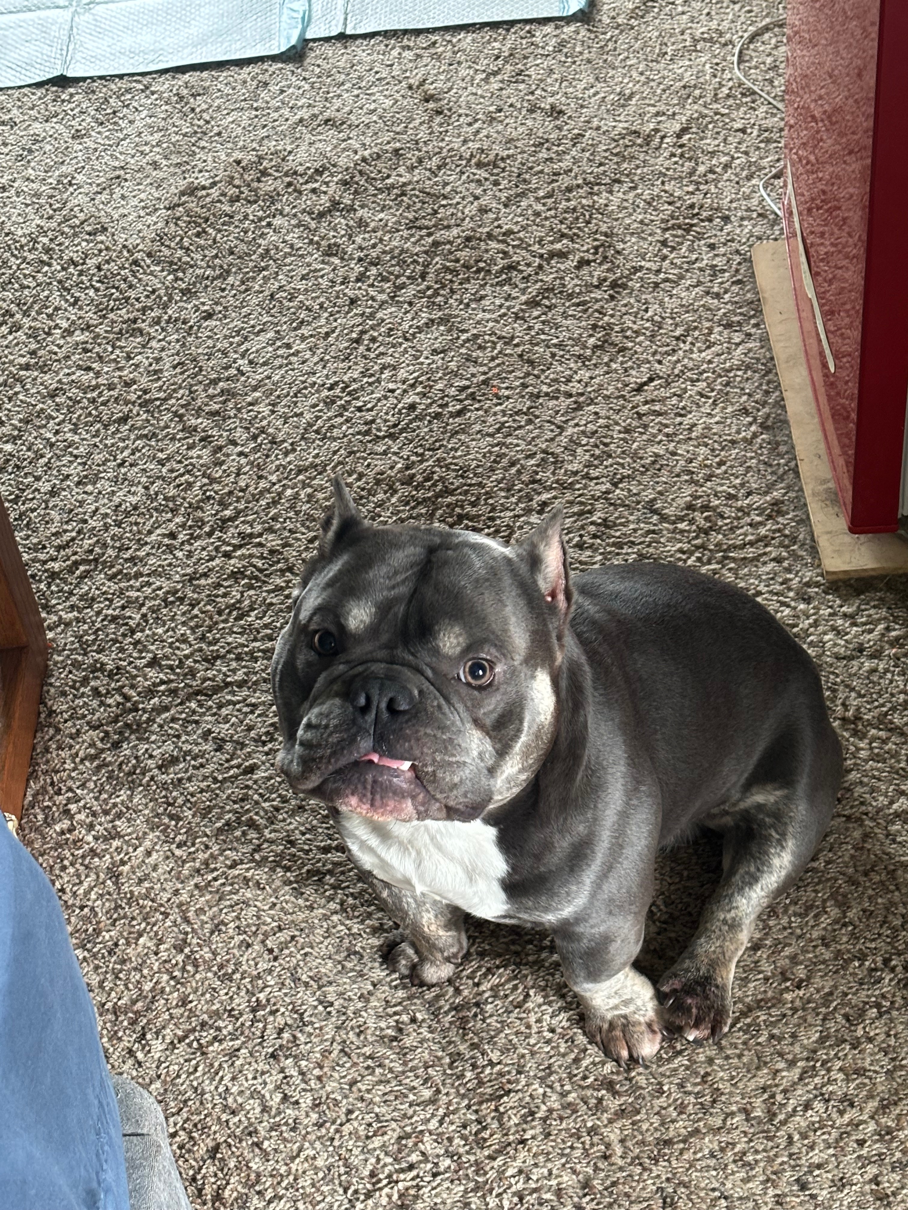 Help save Thors life campaign photo, 2 of 7