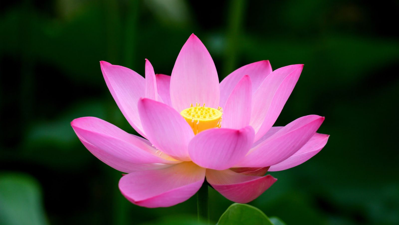 Urgent - Help mom and autistic daughter avoid homelessness photo