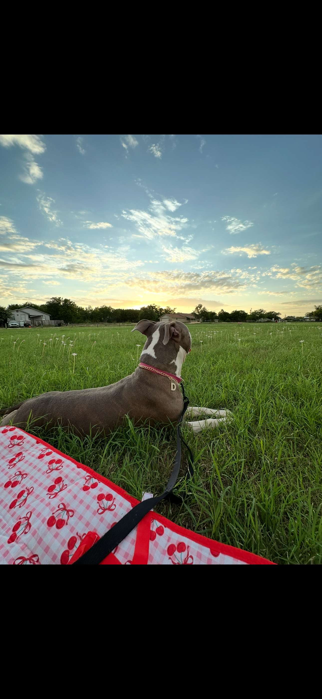 Help Me Save Daisy’s Life campaign photo, 2 of 5