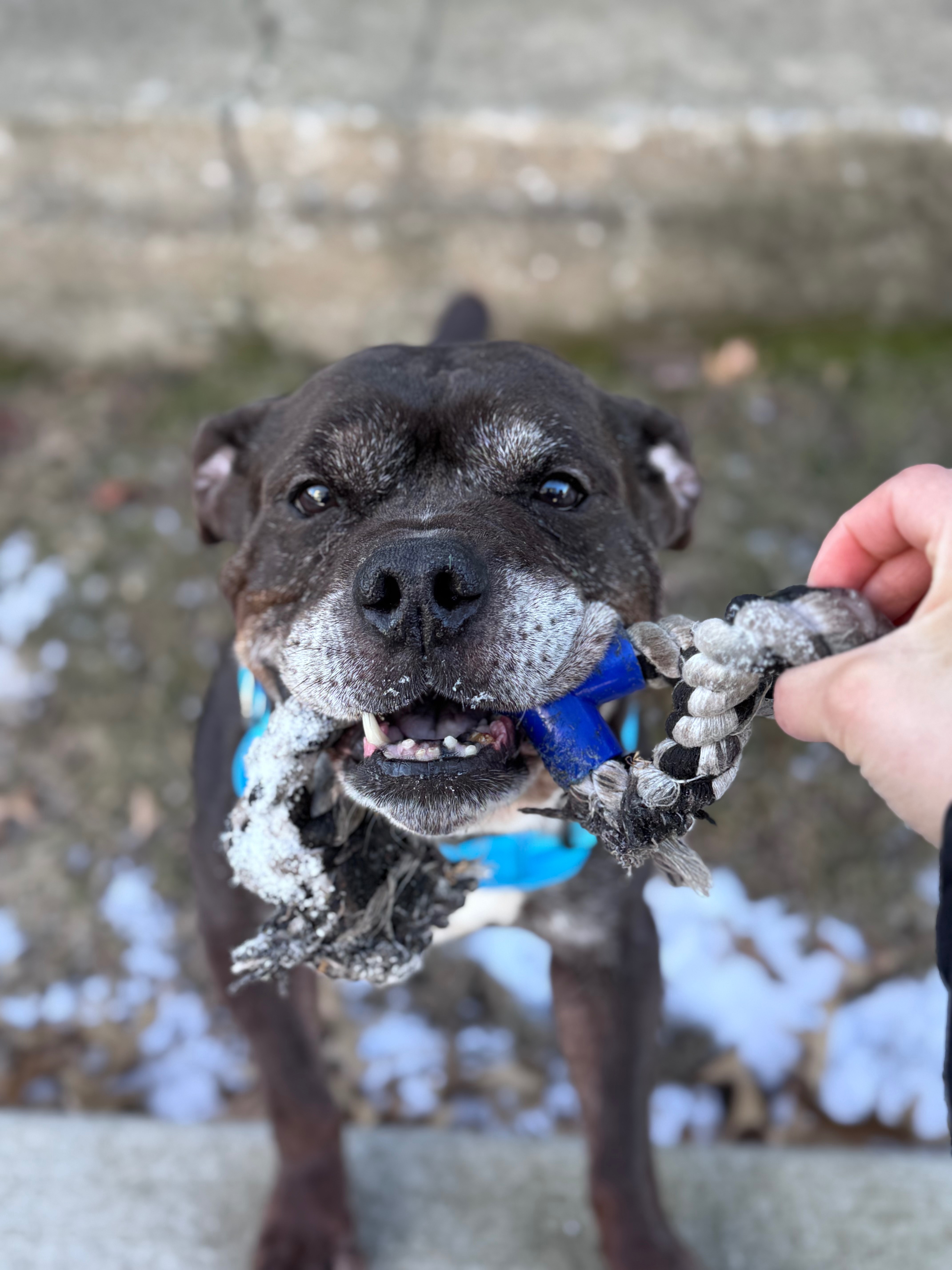 Help Us Help Ozzy! campaign photo, 2 of 6