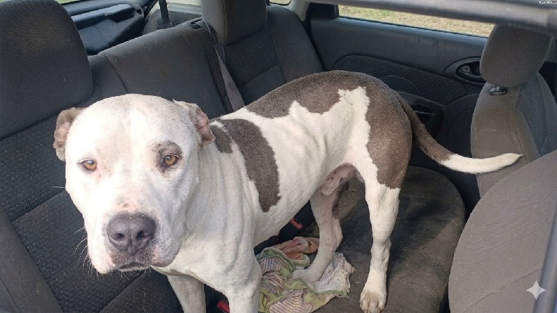 Help Shiner Get Life-Saving emergency care photo