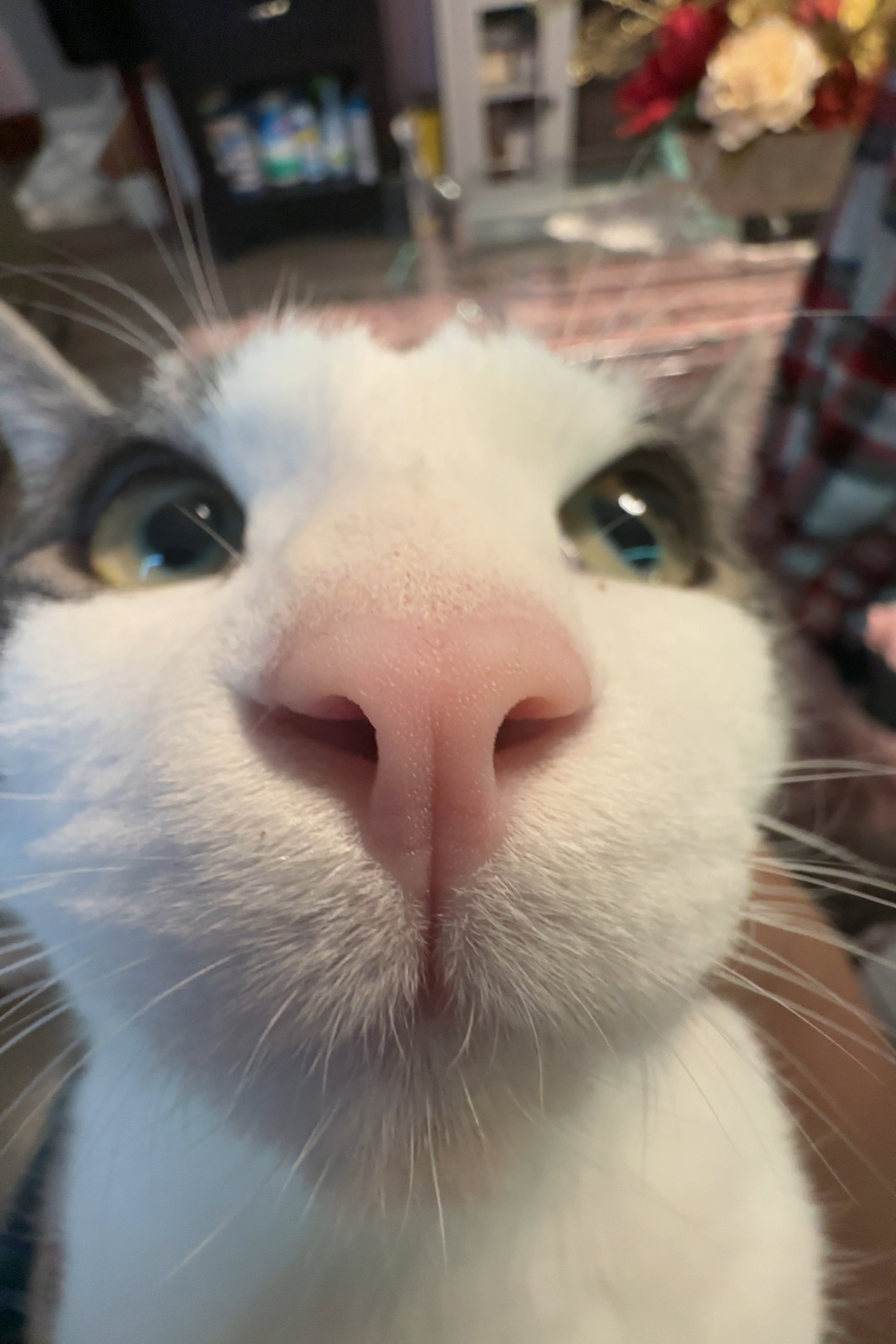 Help Pinto Get Life-Saving Surgery campaign photo, 2 of 5