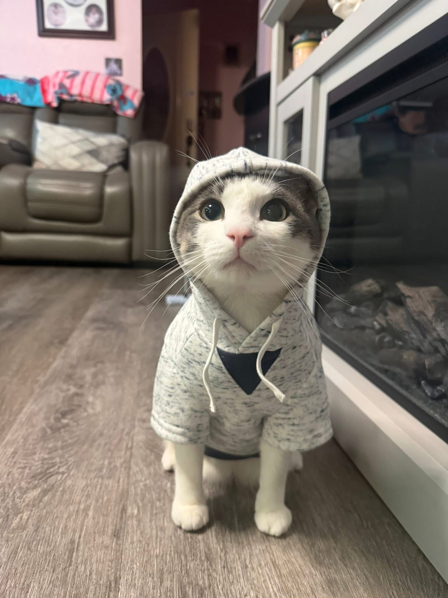 Help Pinto Get Life-Saving Surgery campaign photo, 4 of 5
